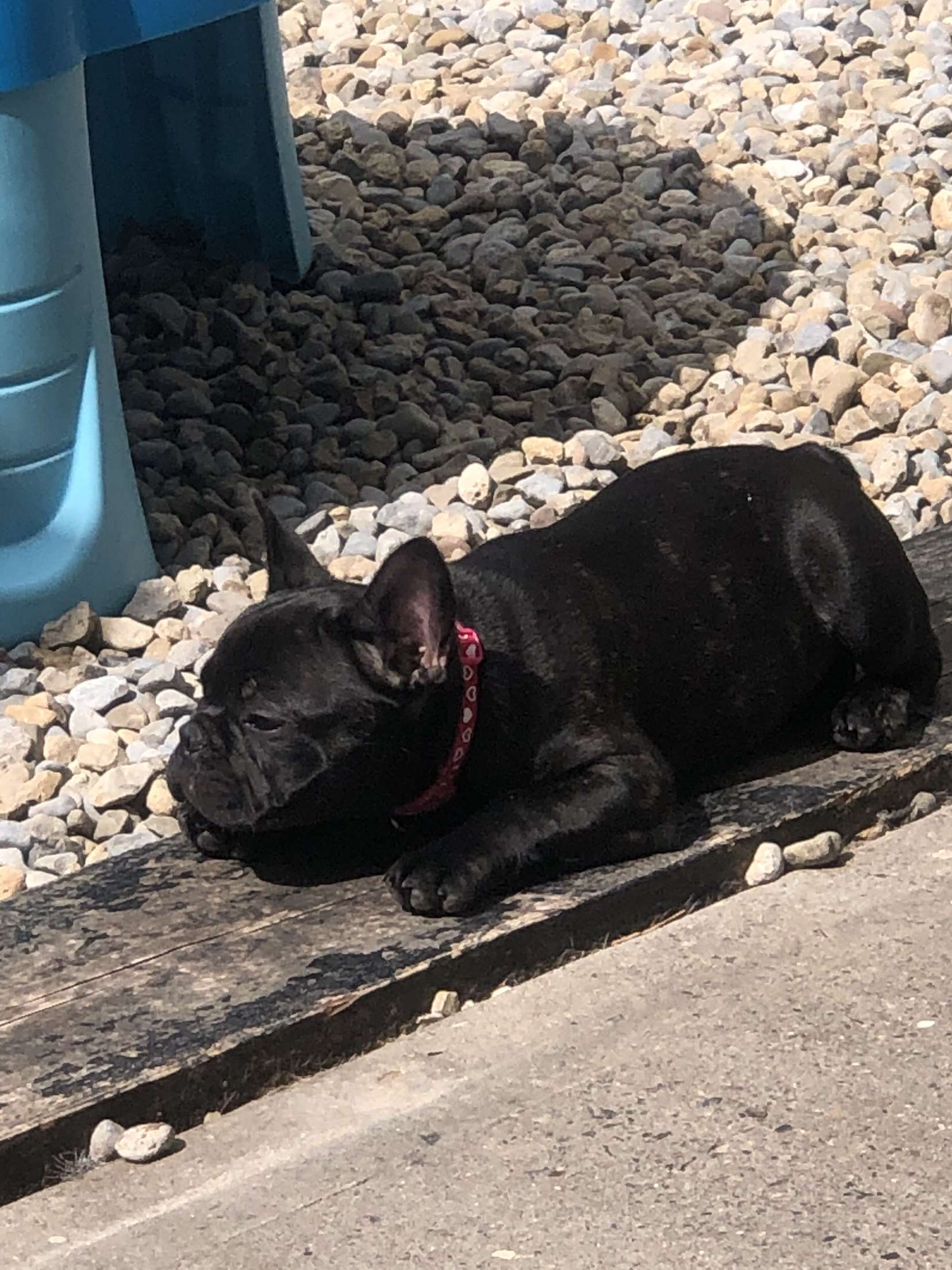 Dog Image