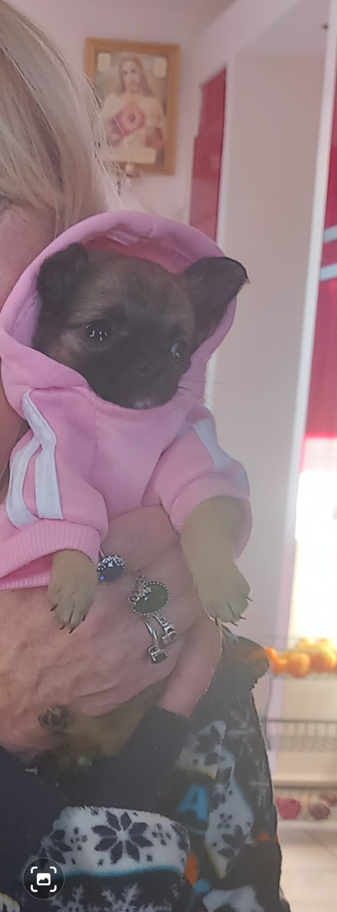 Dog Image