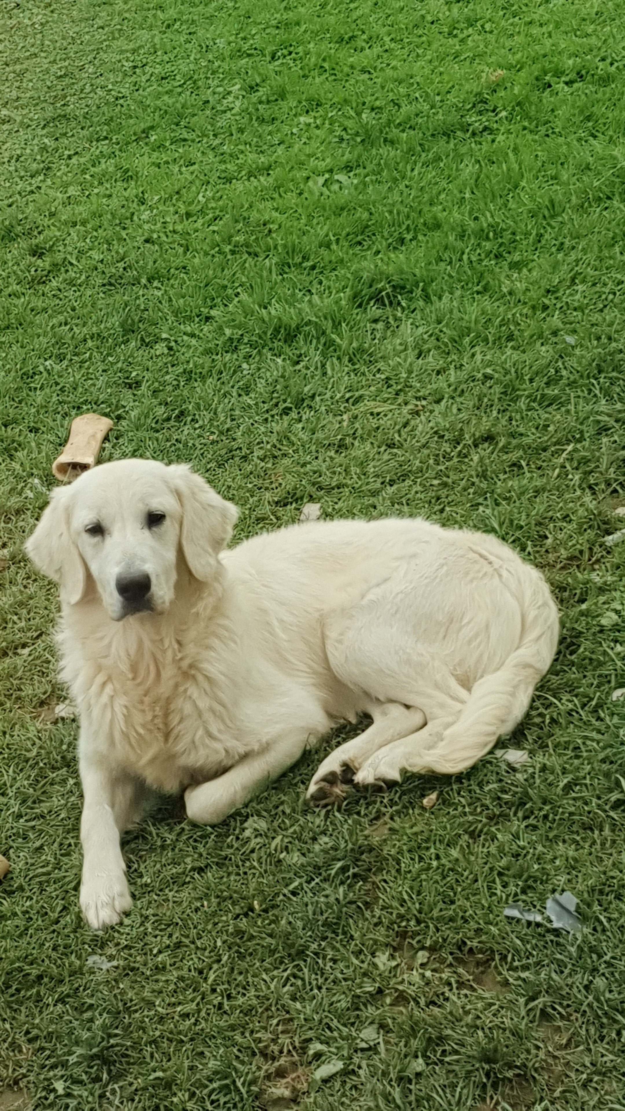 Dog Image