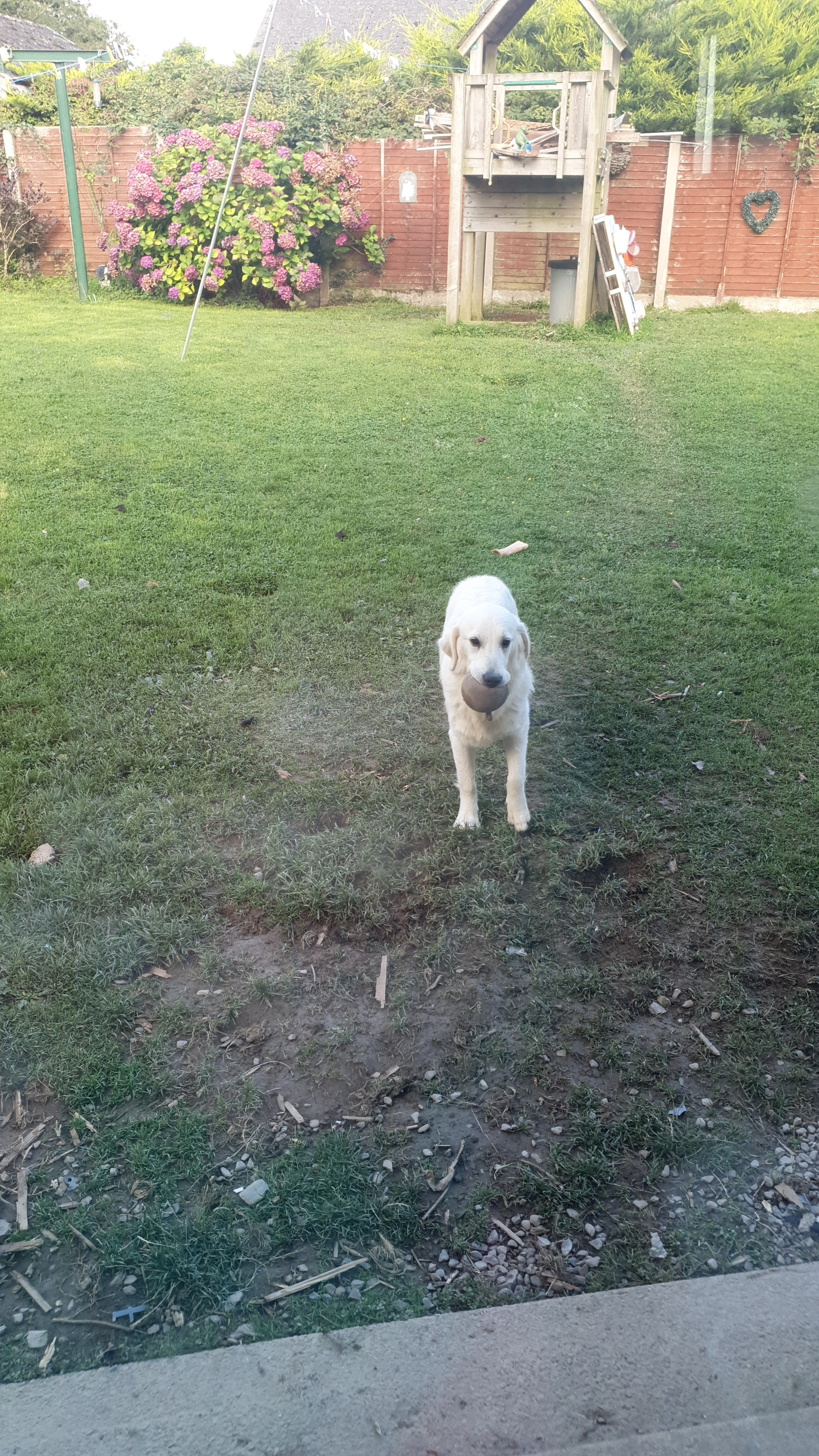 Dog Image
