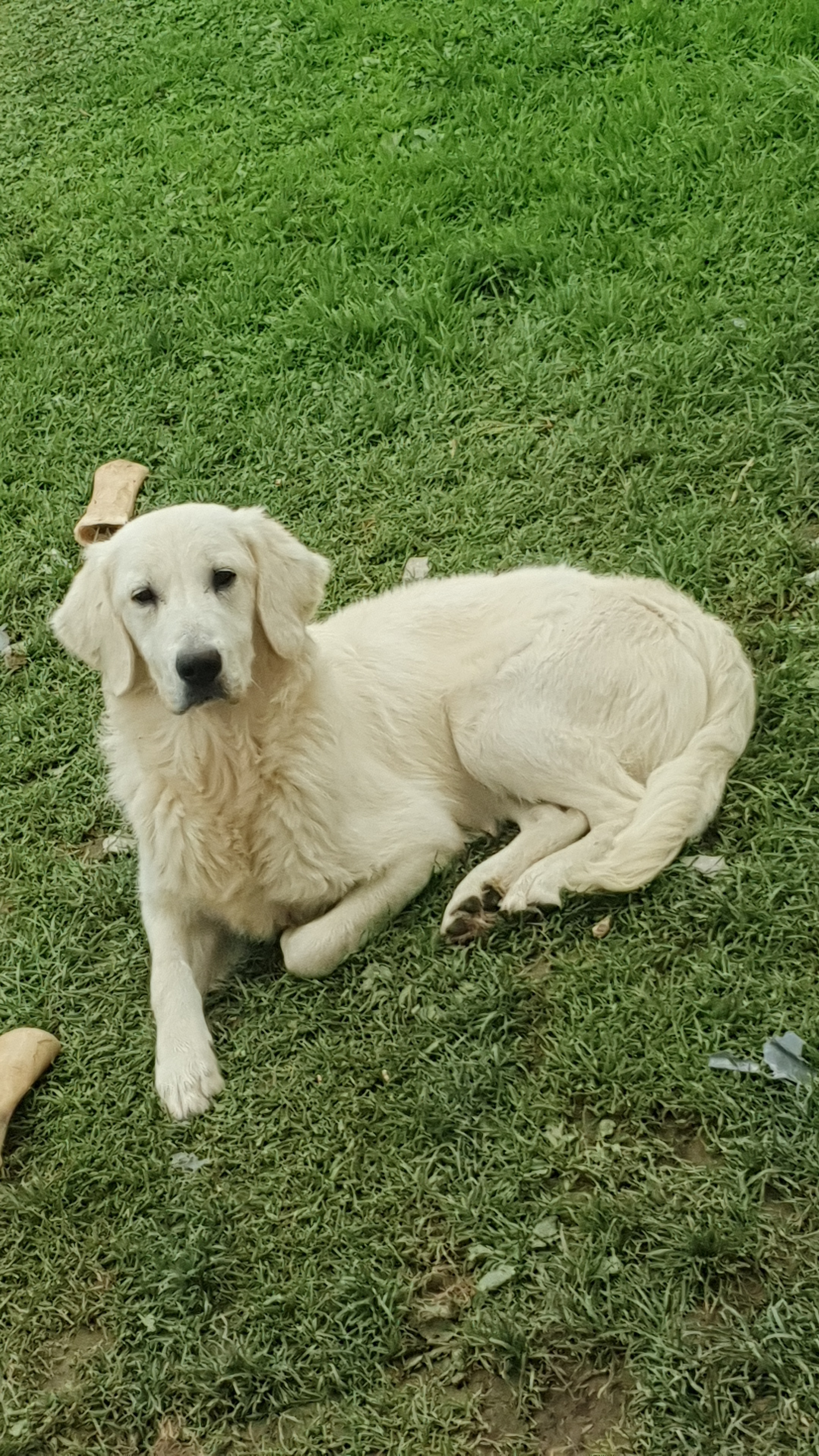 Dog Image