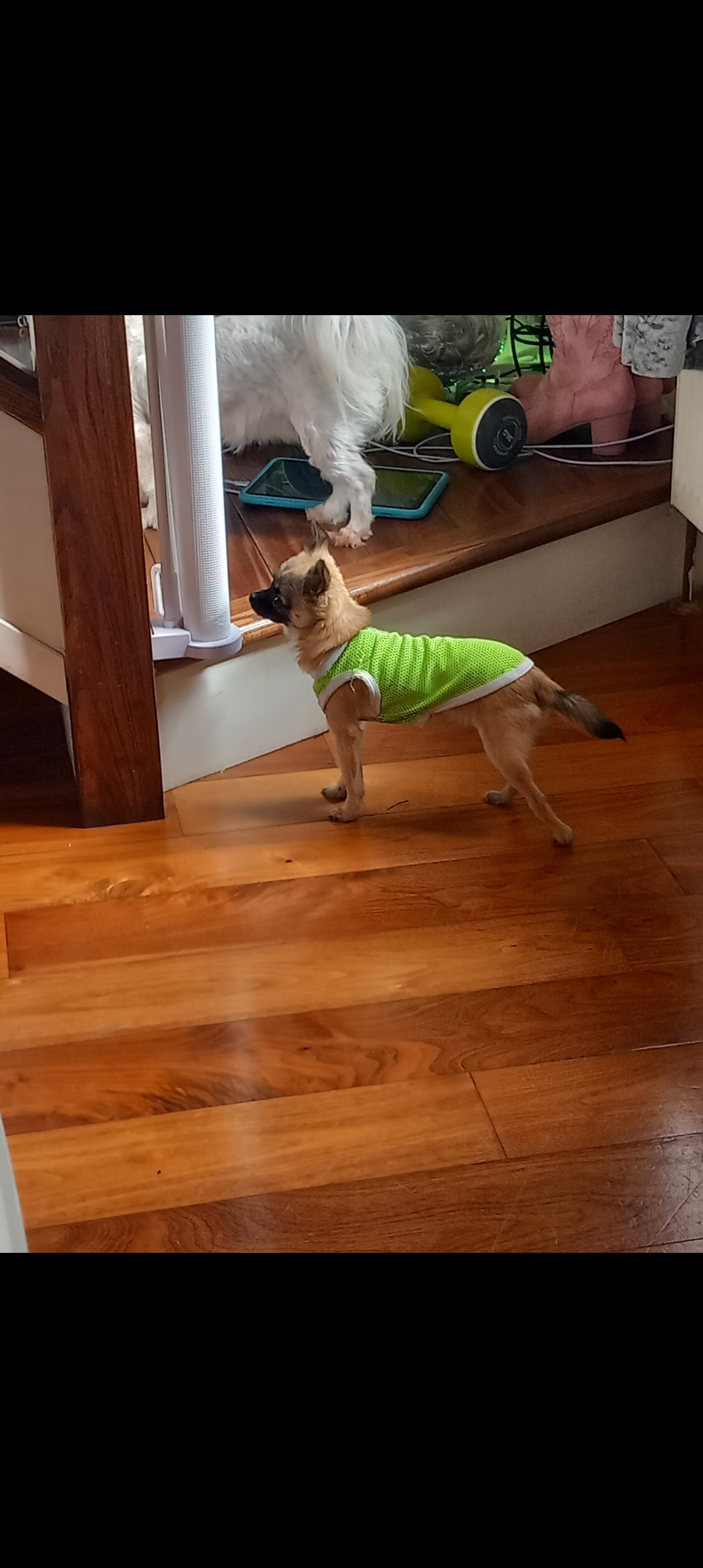 Dog Image
