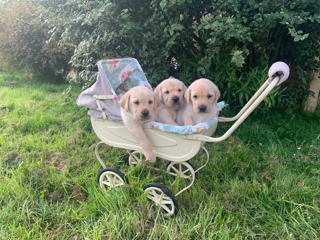 Dog Image