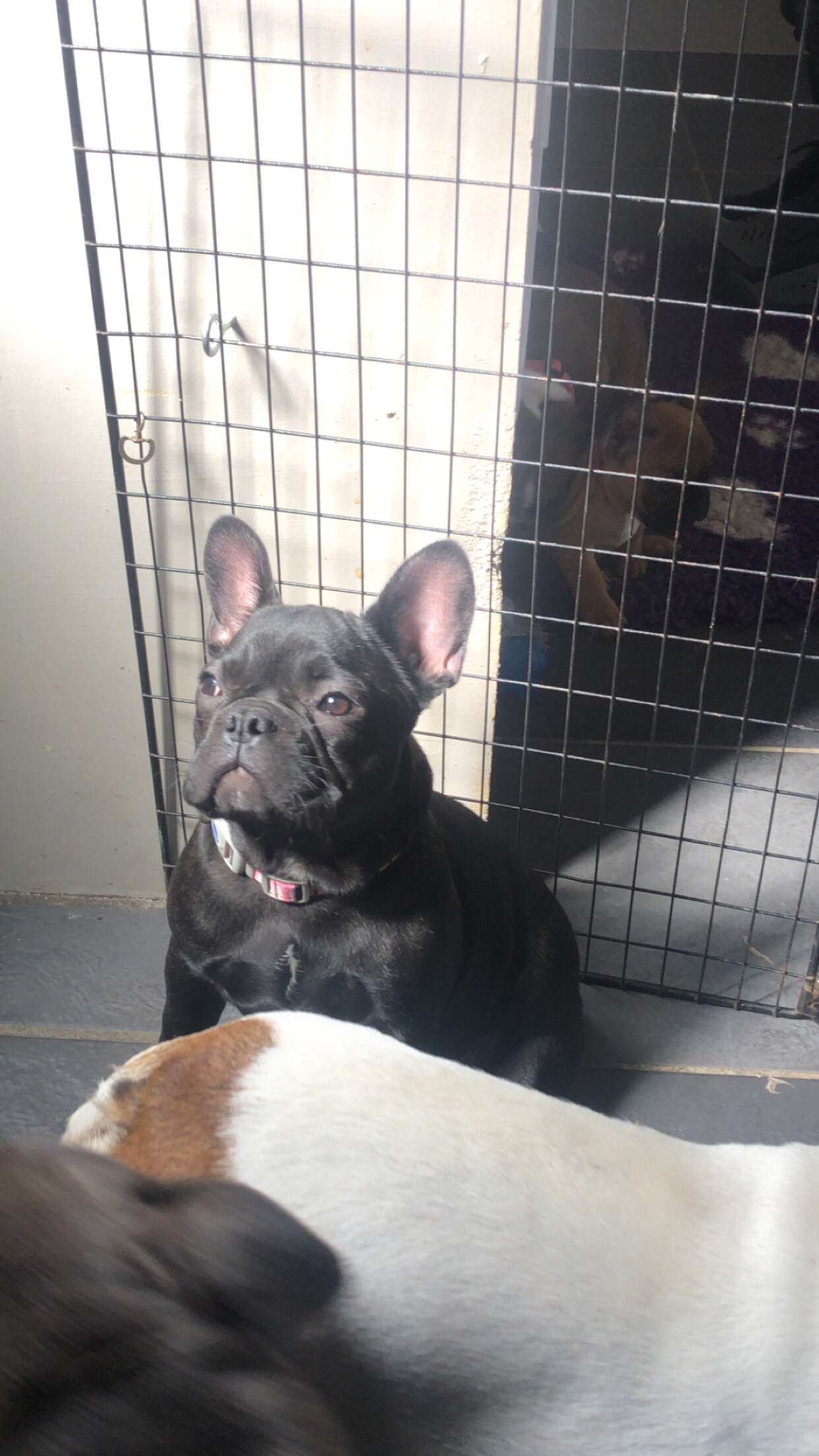 Dog Image