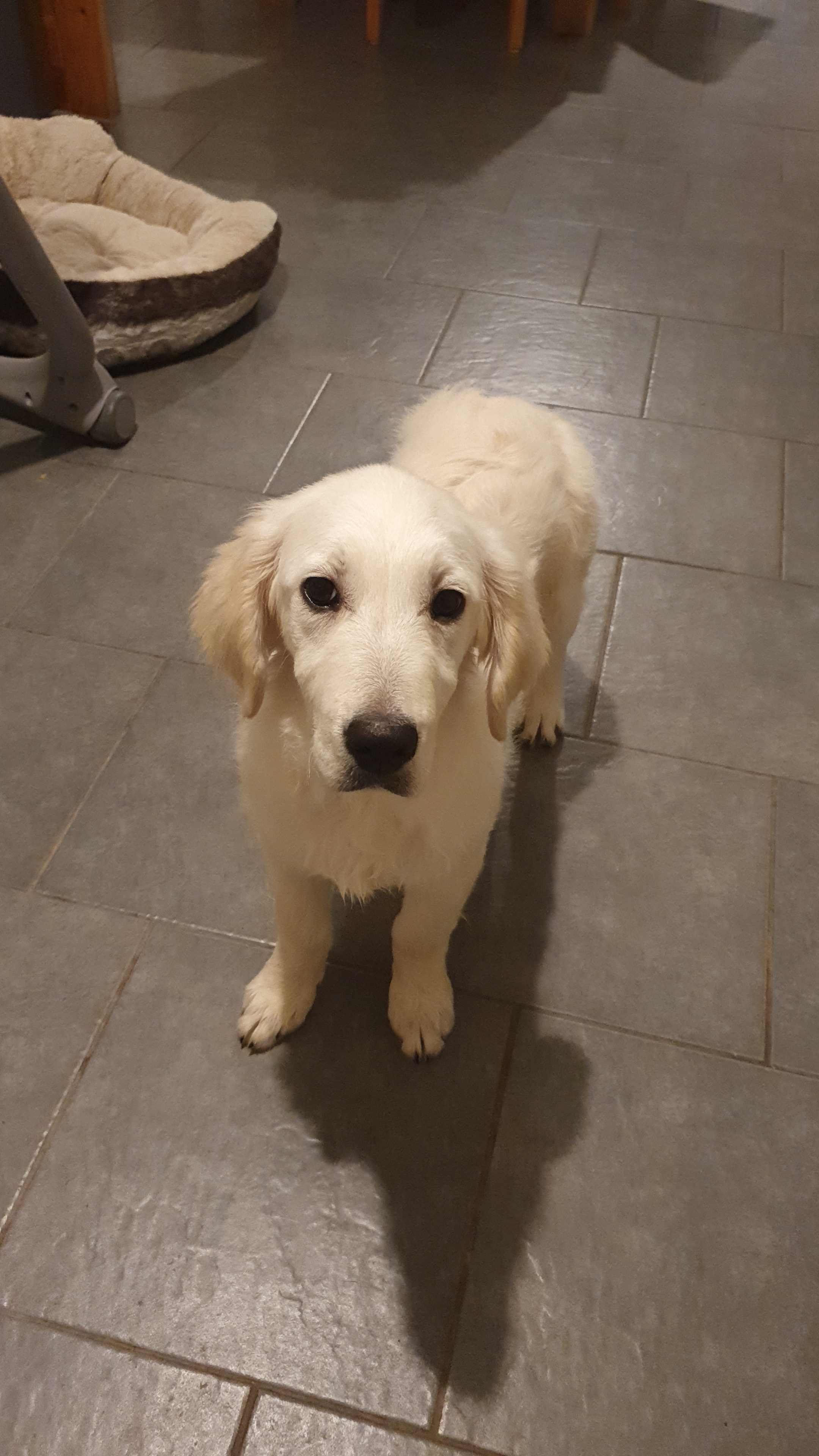 Dog Image