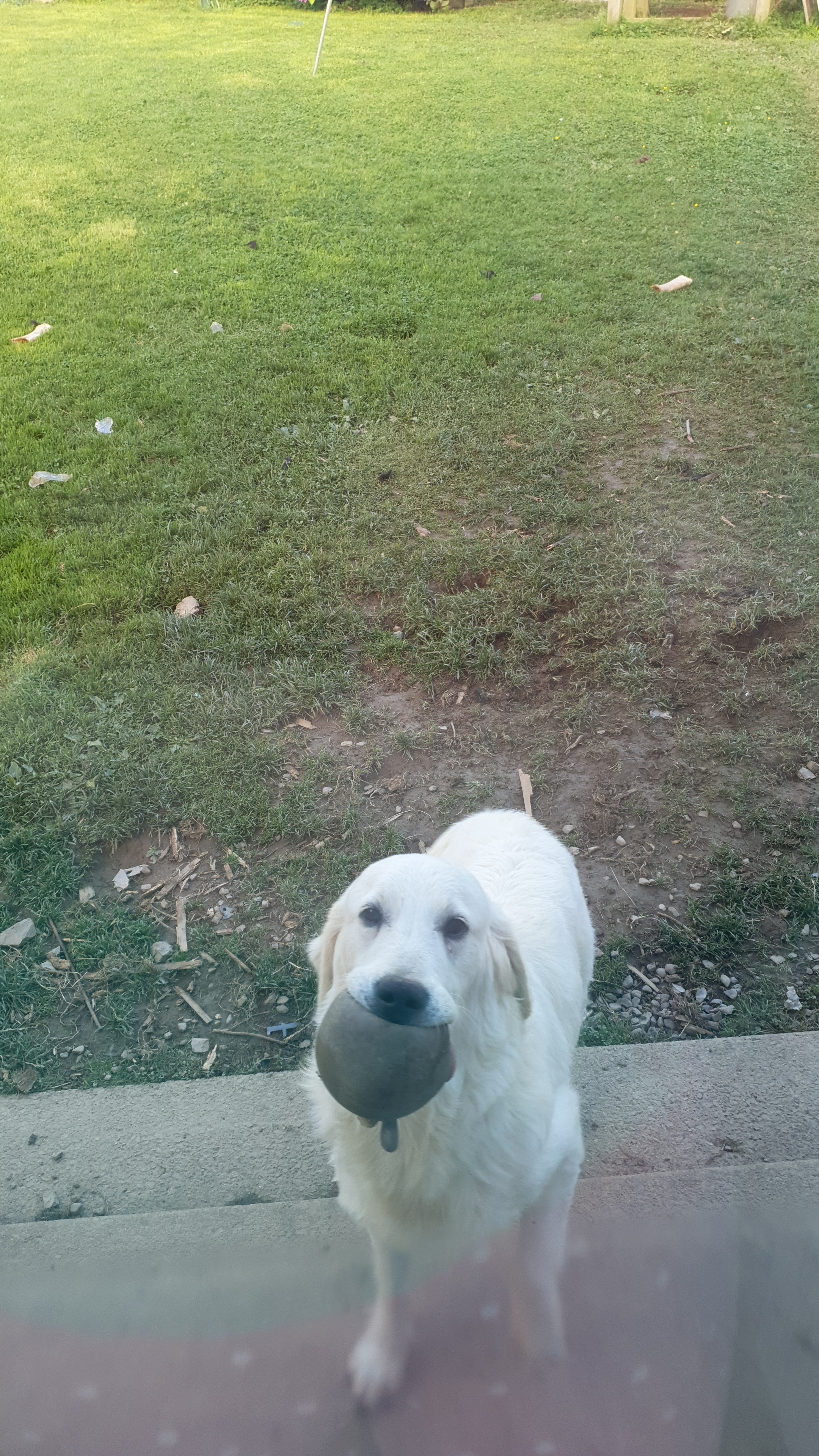 Dog Image