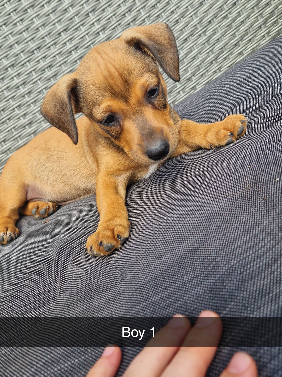 Dog Image