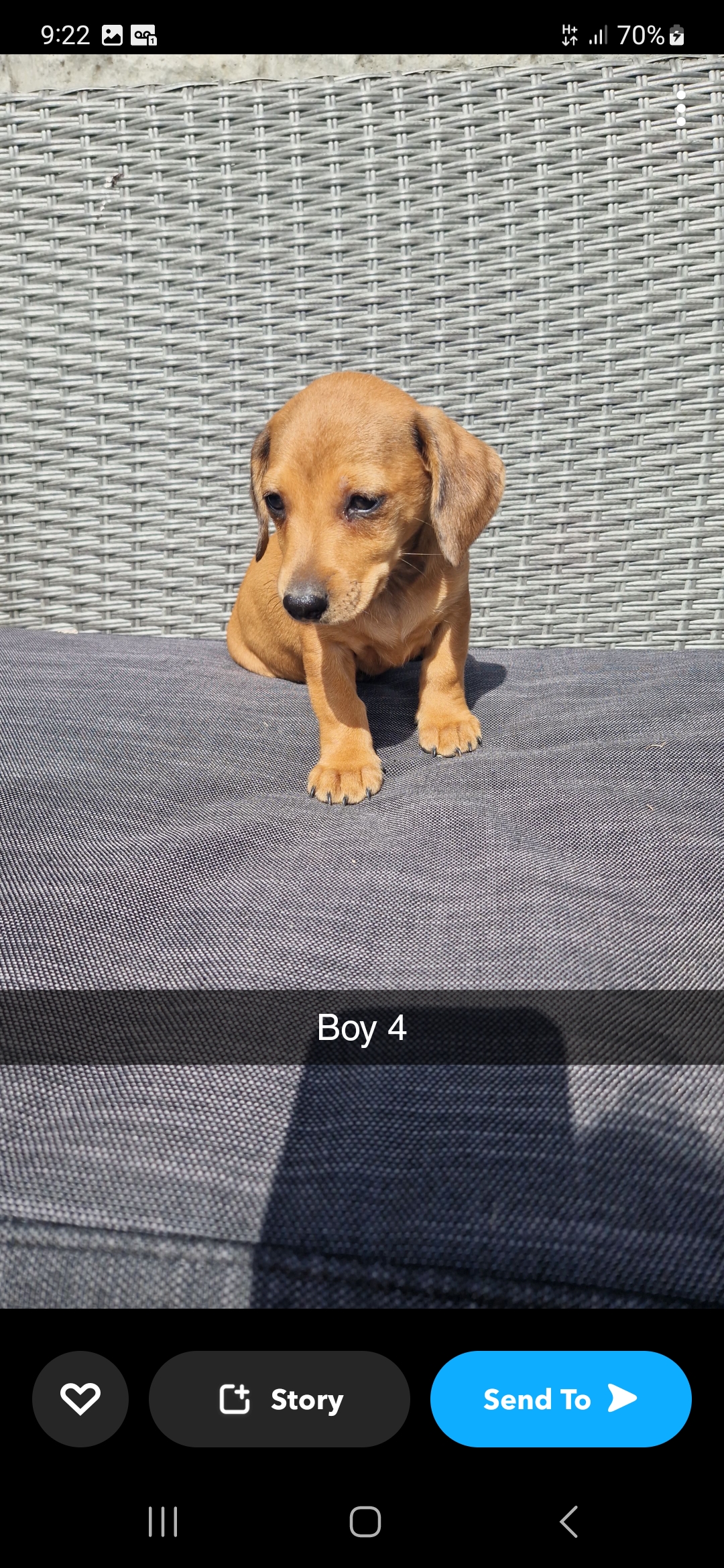 Dog Image