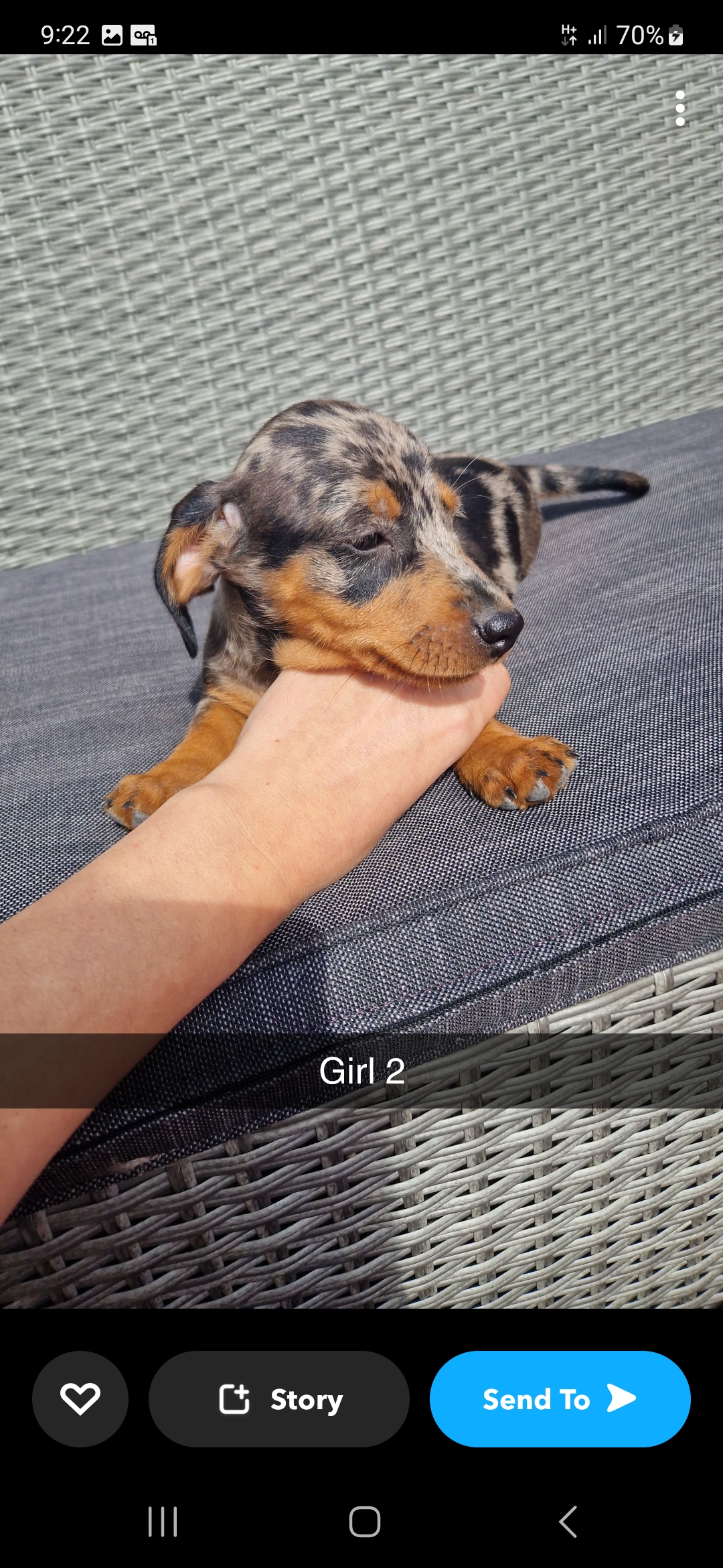 Dog Image