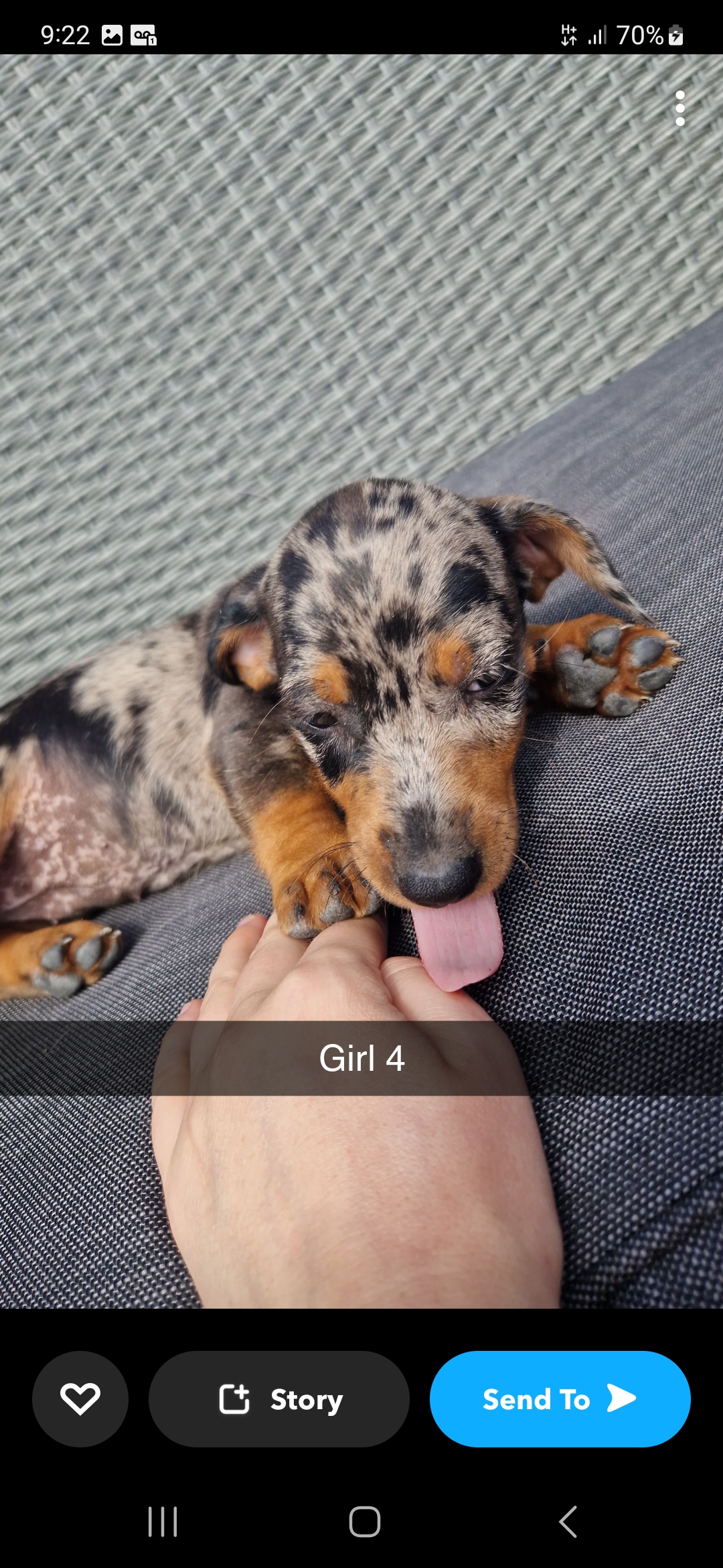 Dog Image