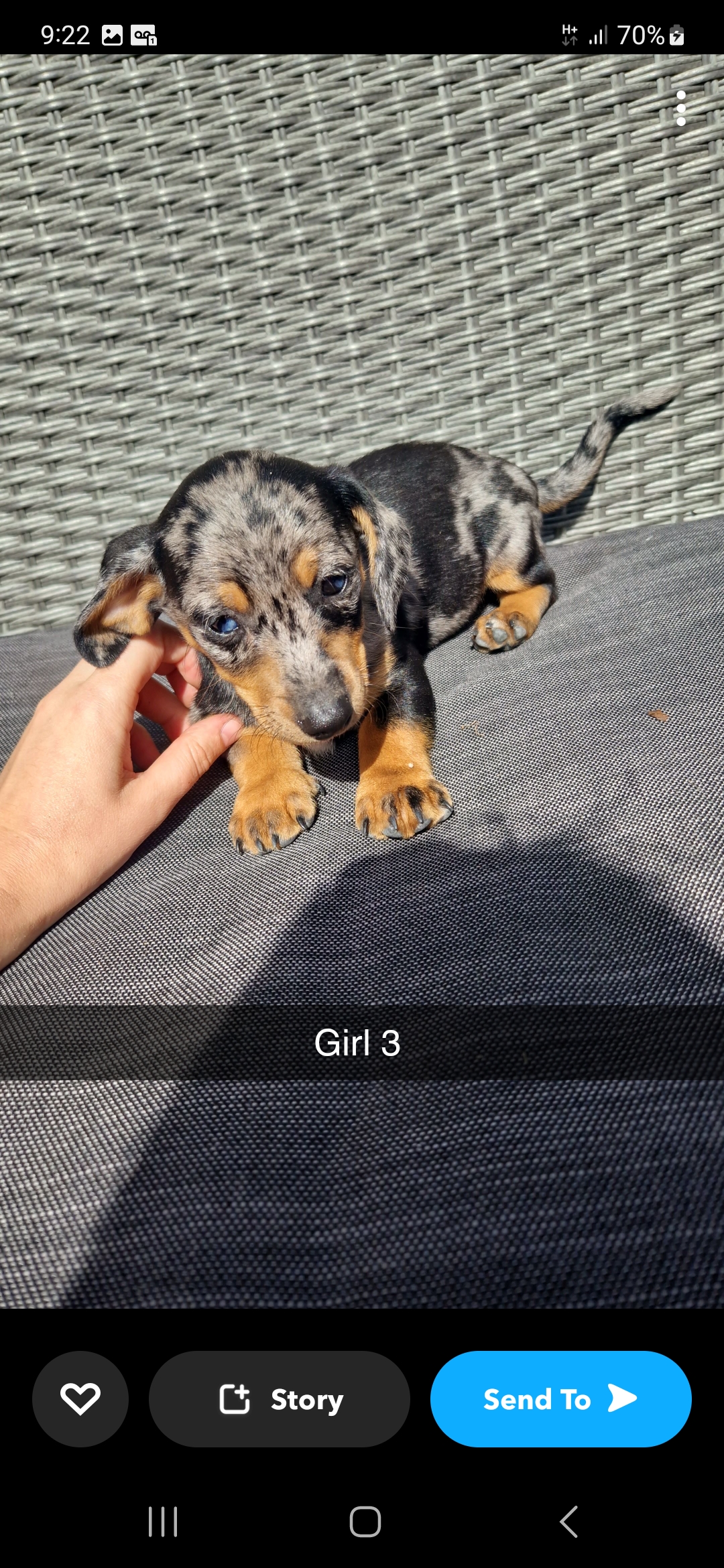 Dog Image