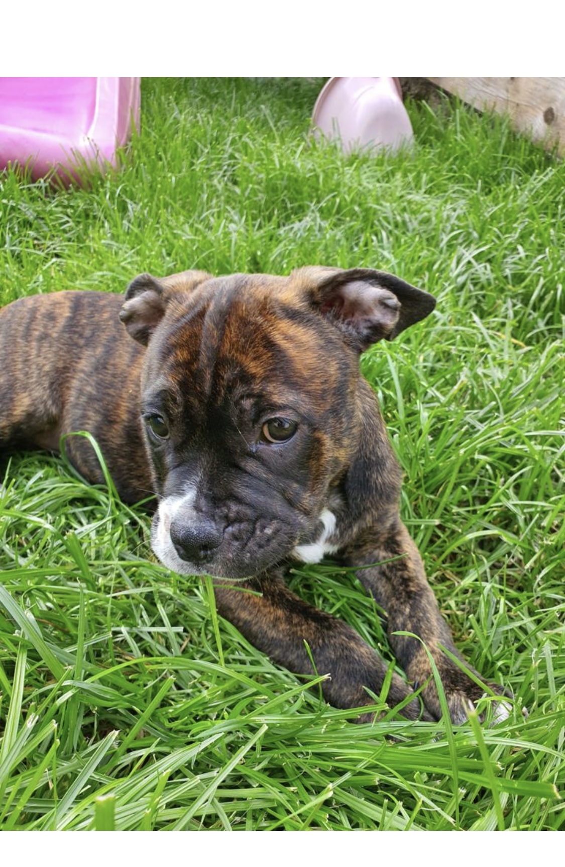 Dog Image