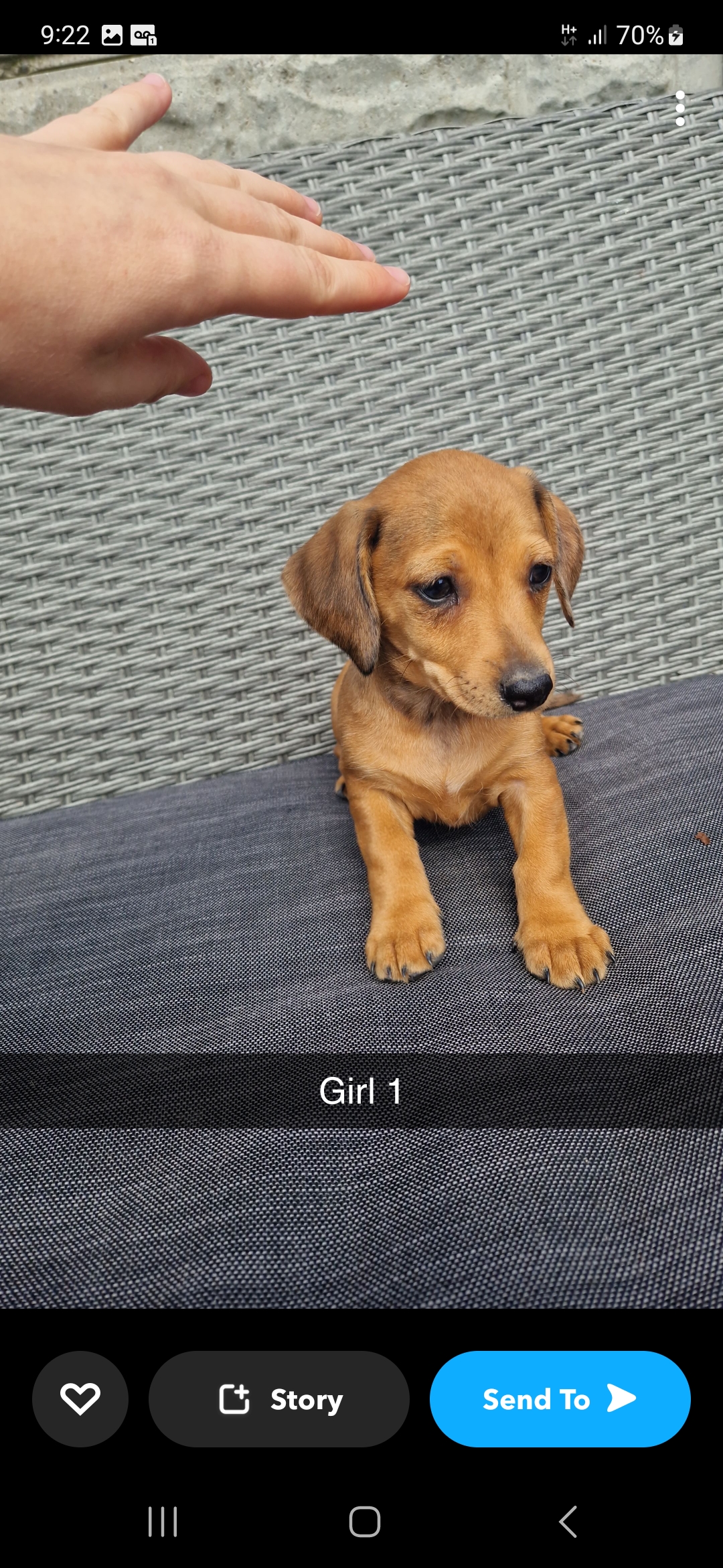 Dog Image