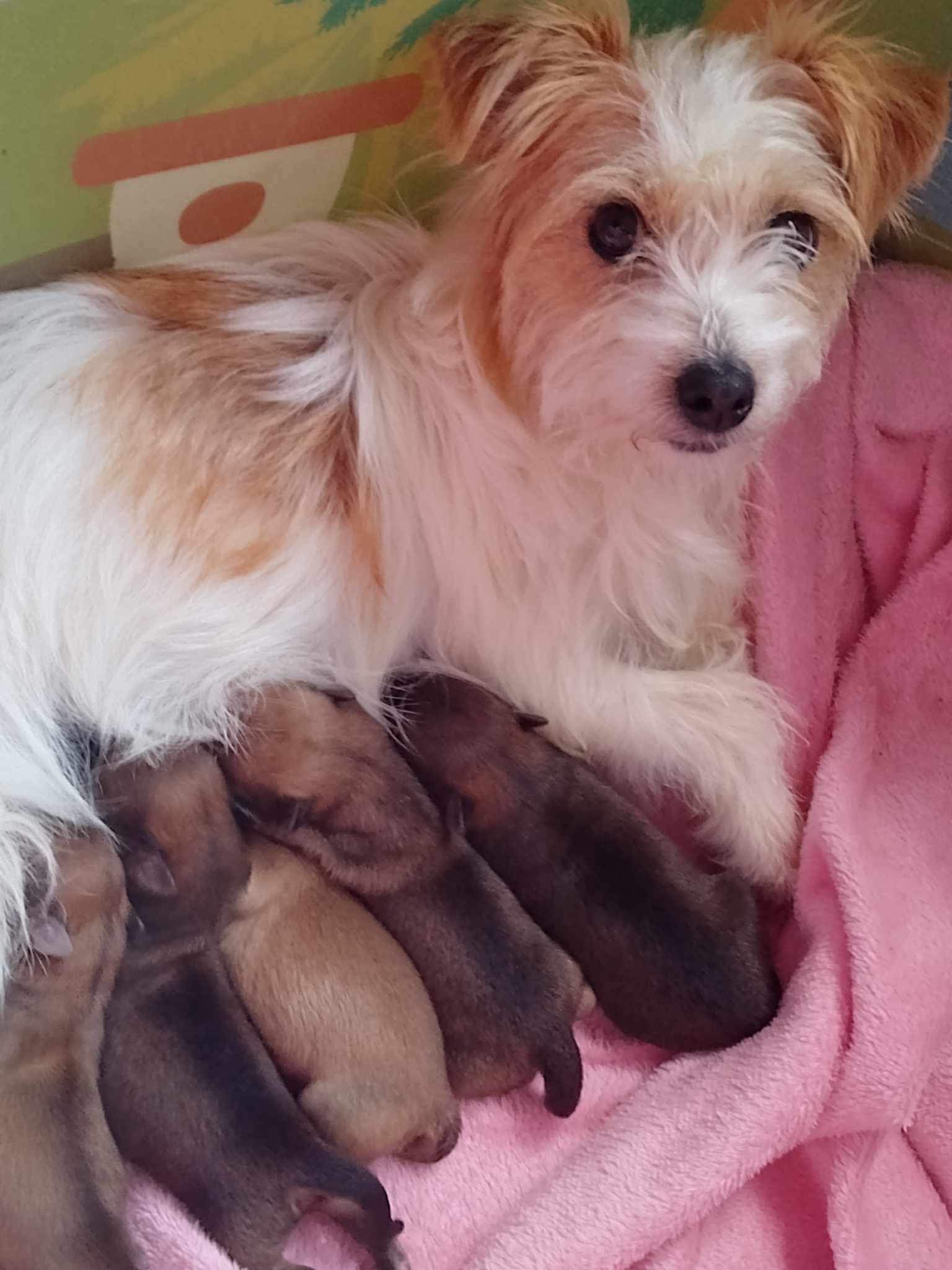 Dog Image