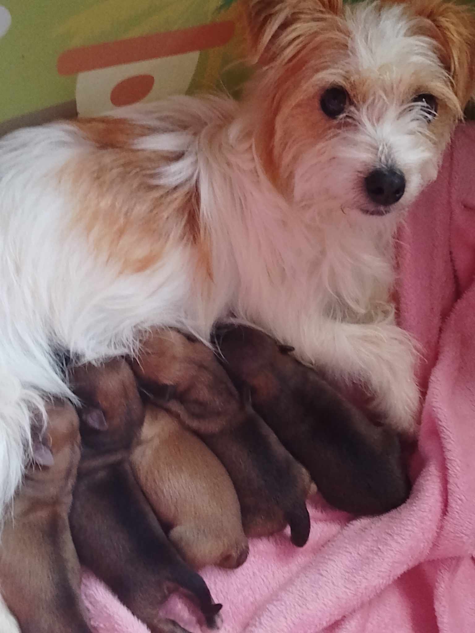 Dog Image