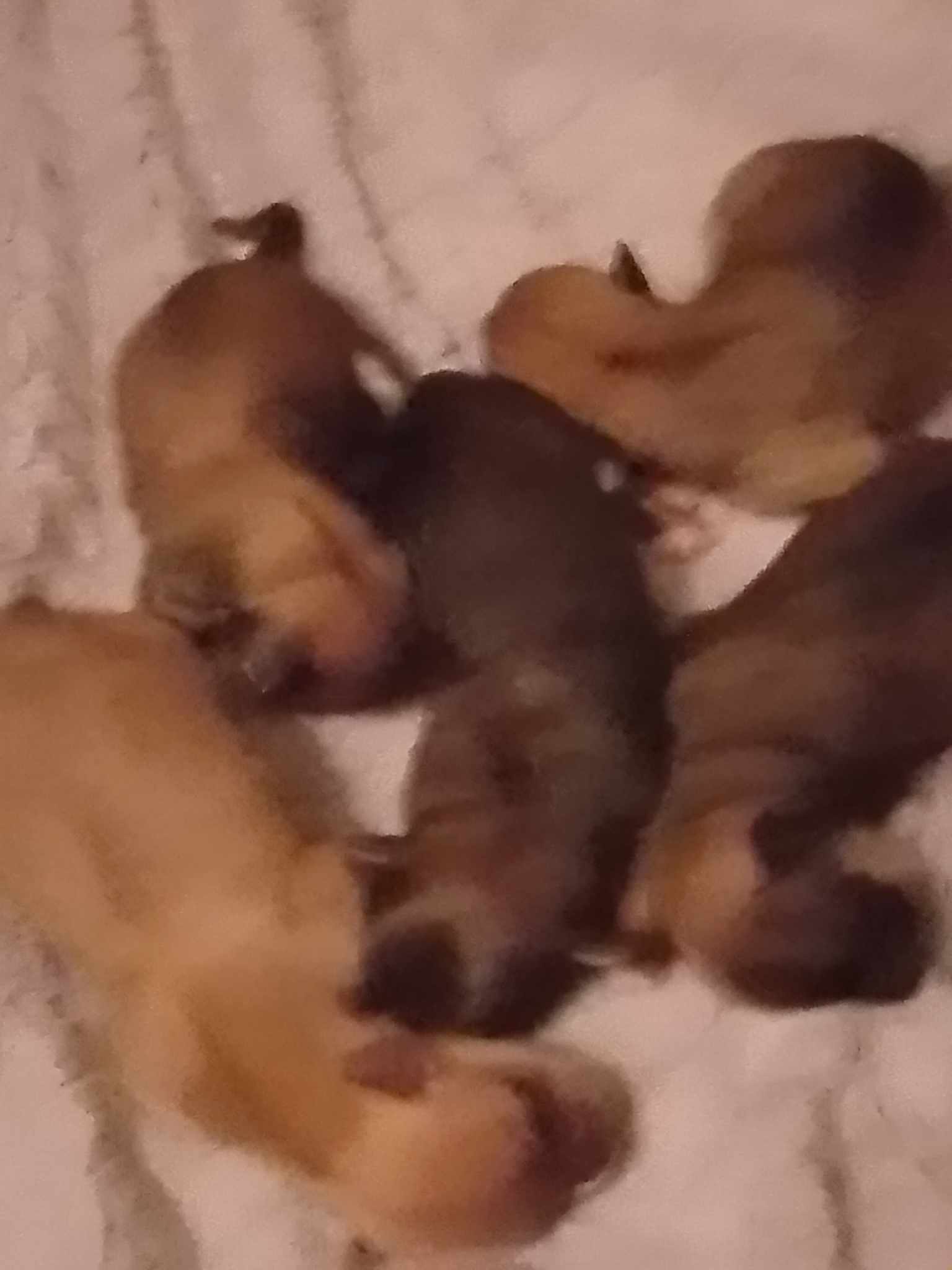 Dog Image