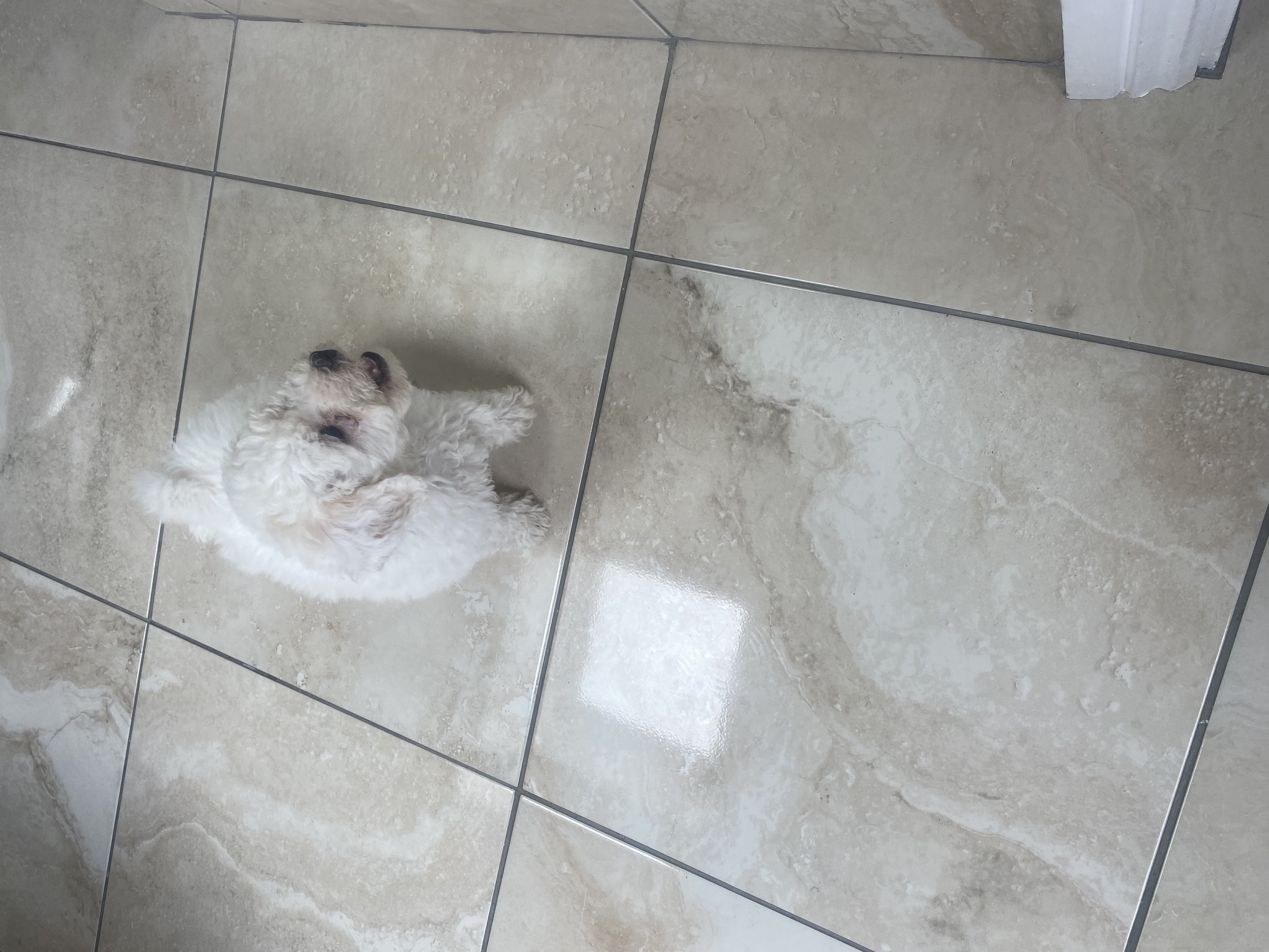 Dog Image