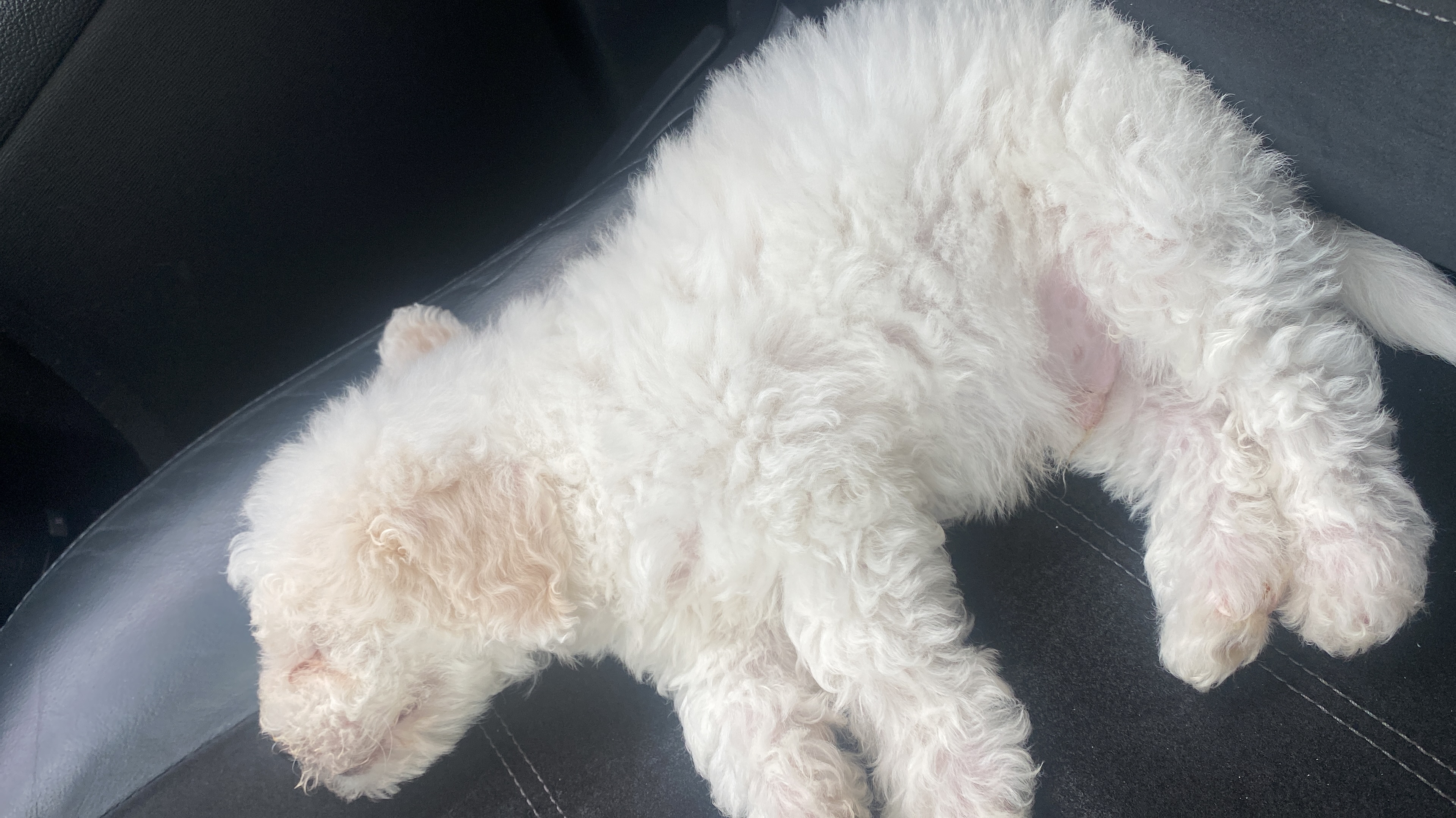Dog Image