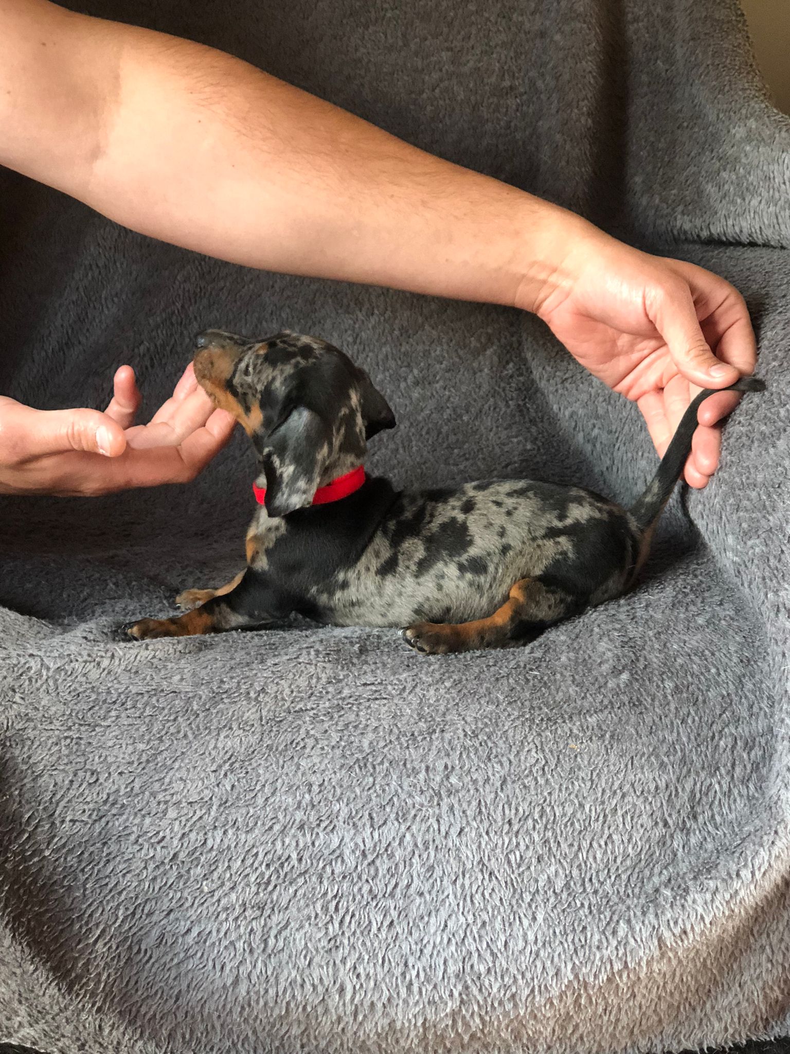 Dog Image