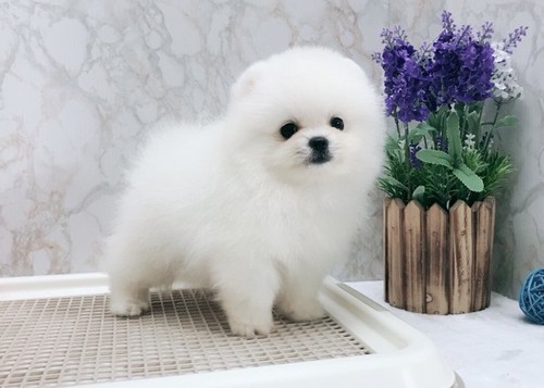 Dog Image