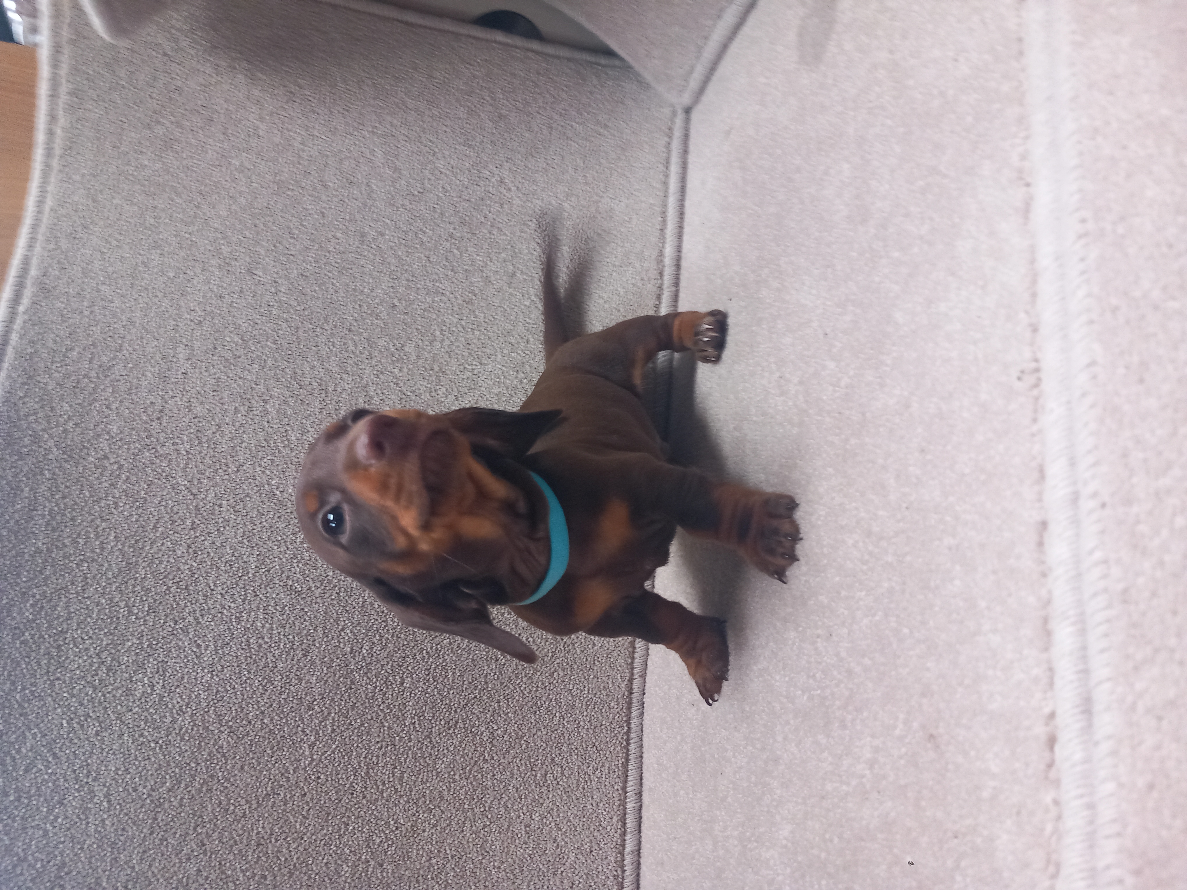 Dog Image