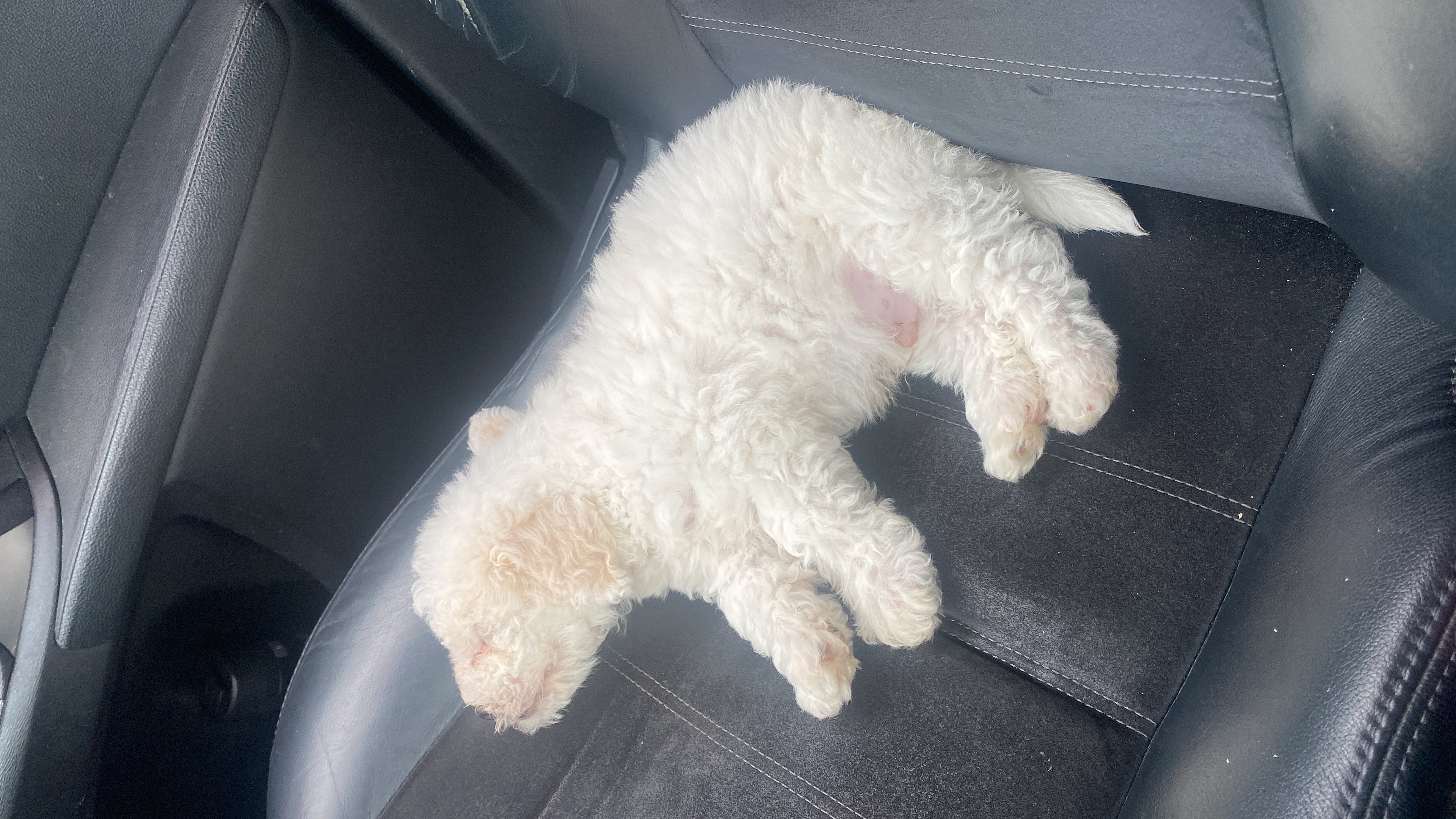 Dog Image