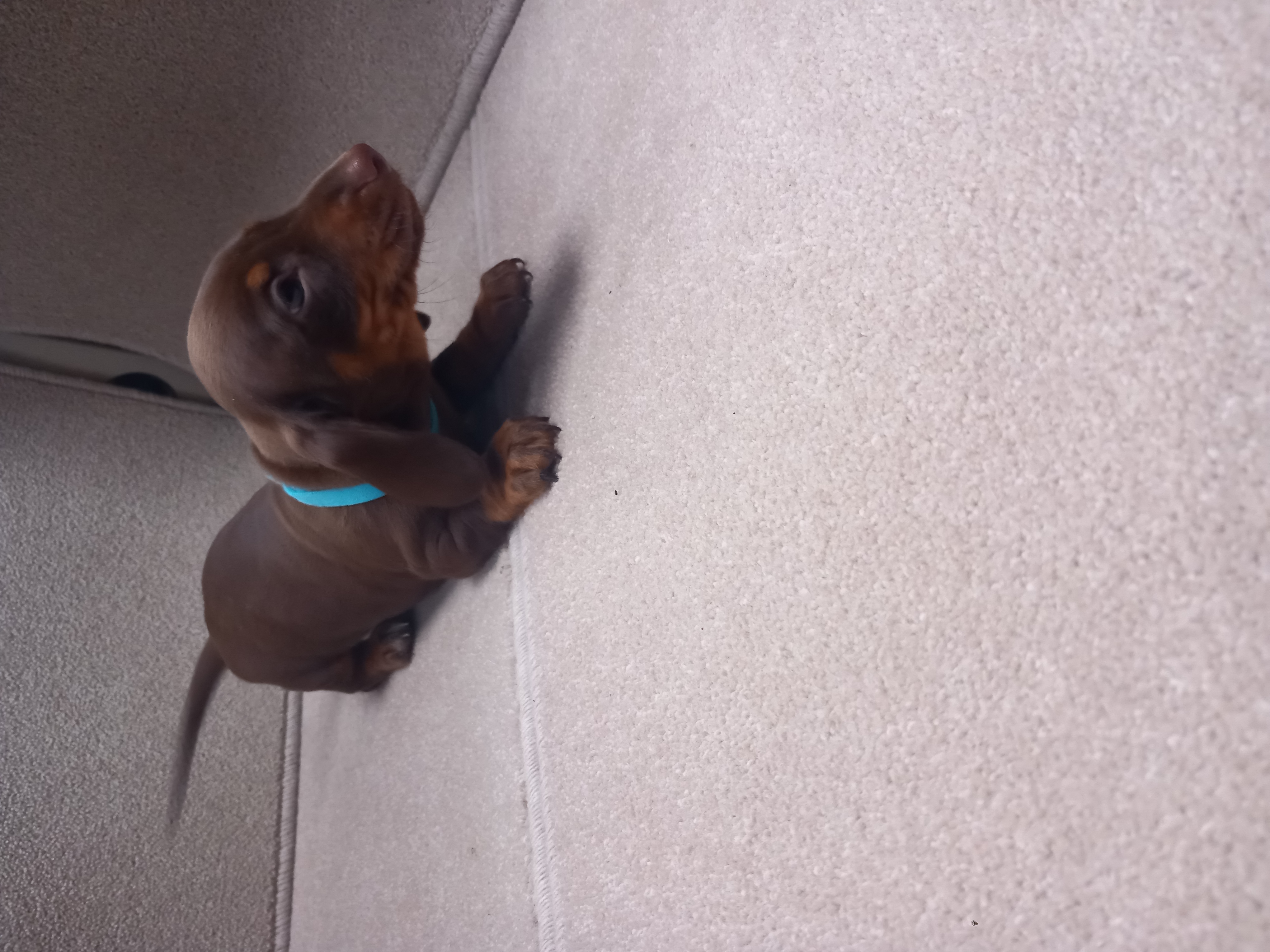 Dog Image