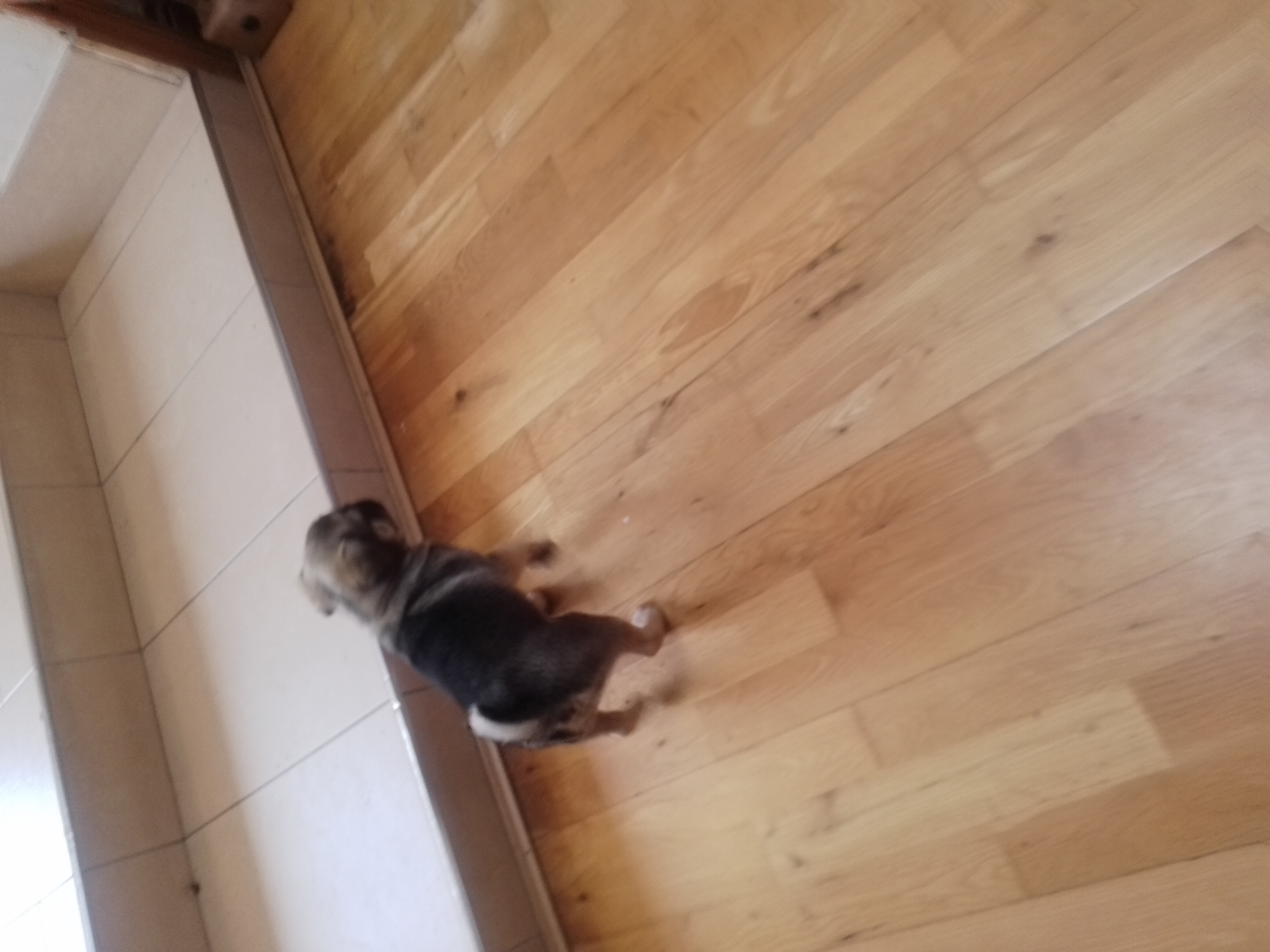Dog Image