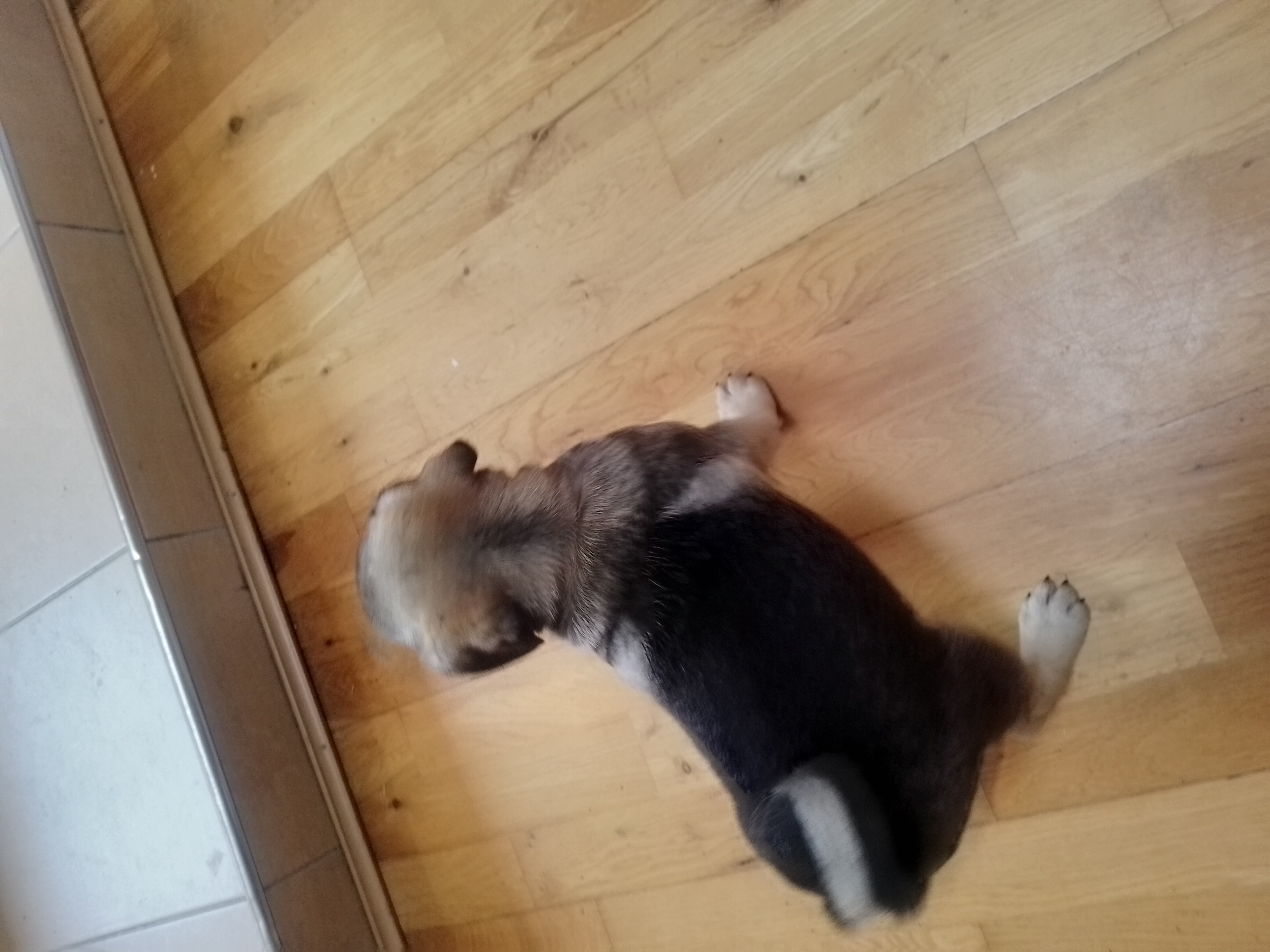 Dog Image