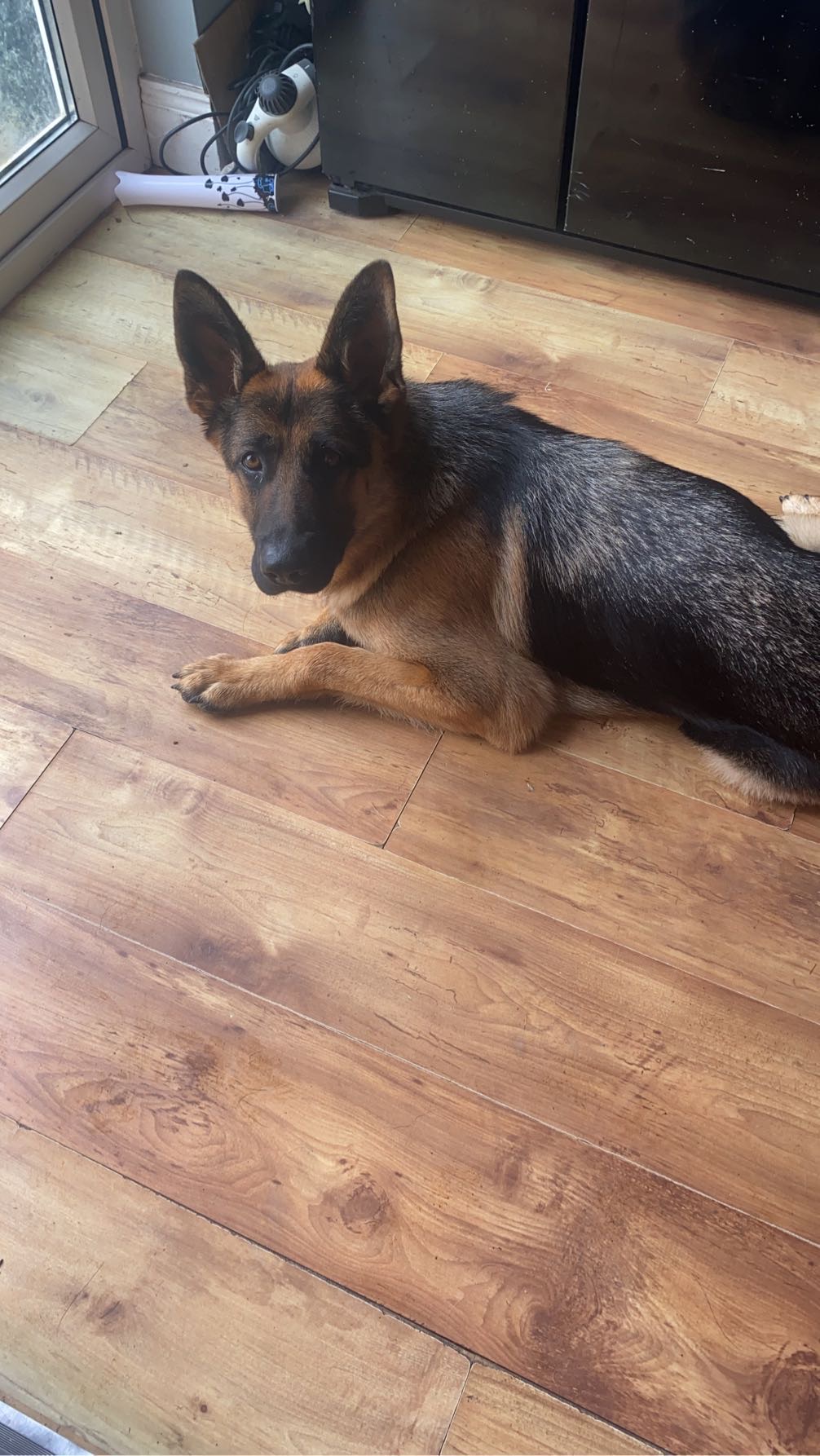 Dog Image