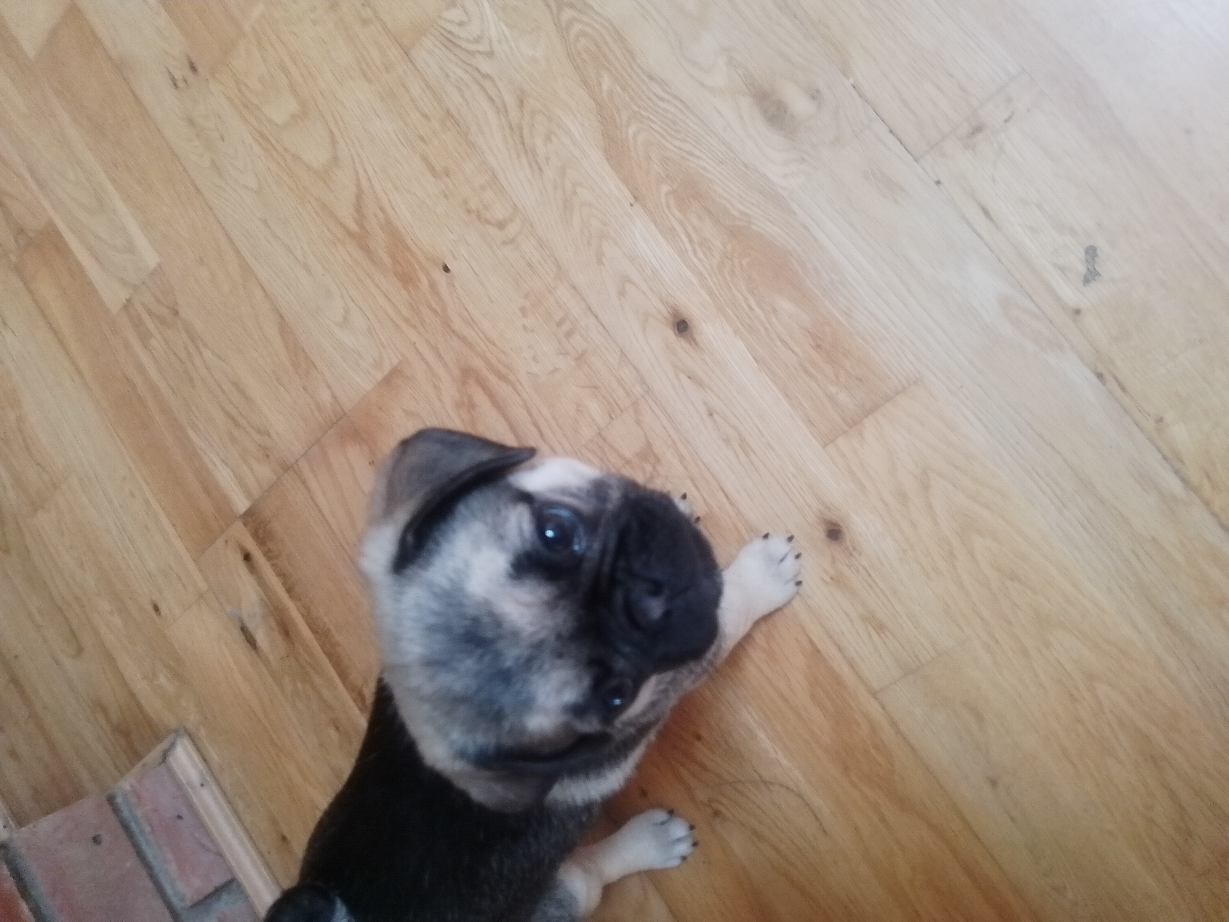 Dog Image