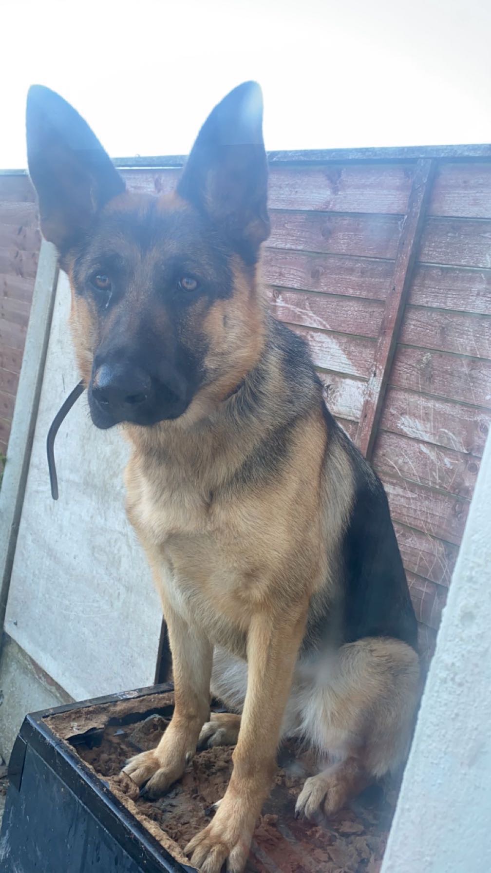 Dog Image