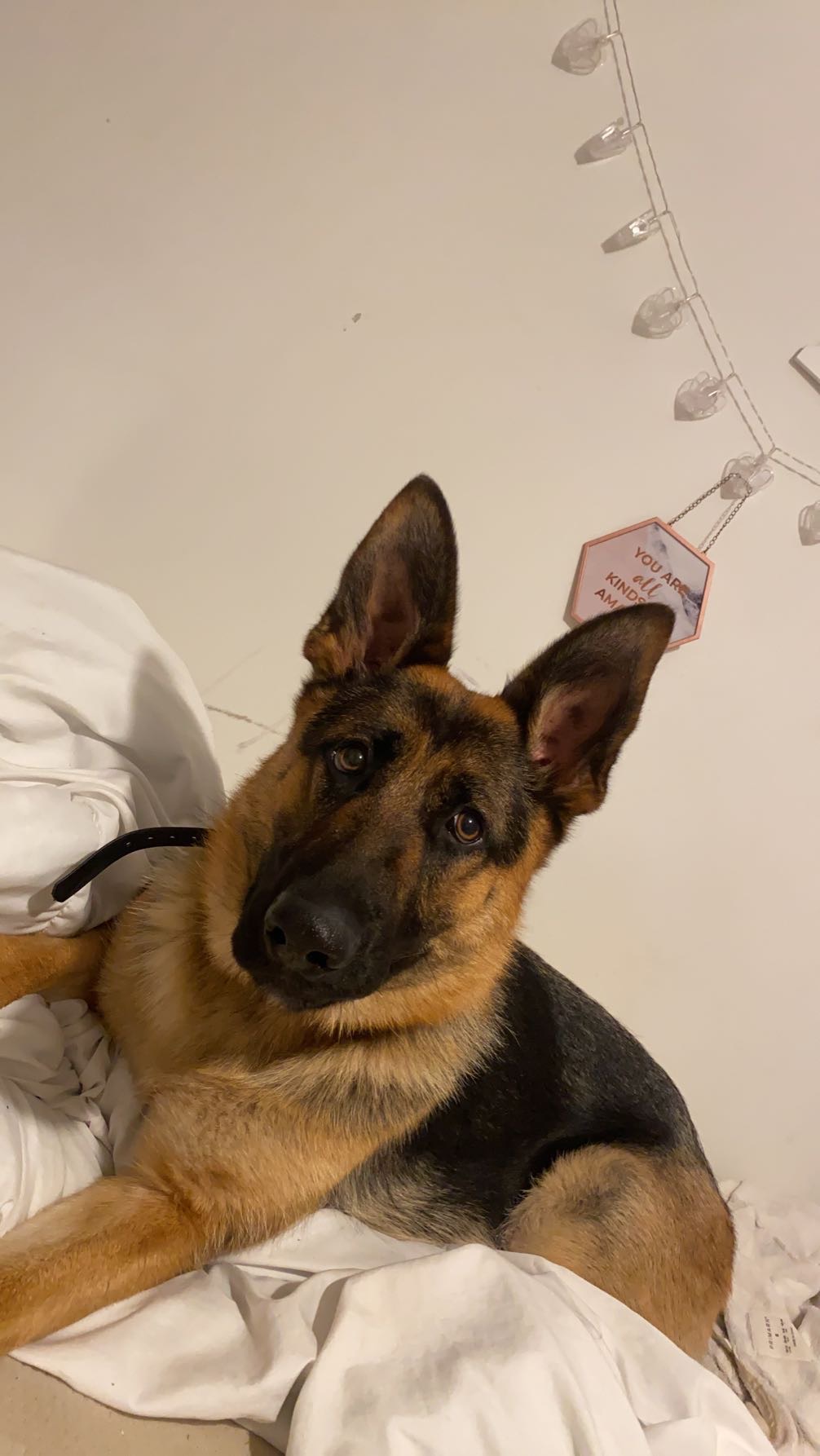 Dog Image