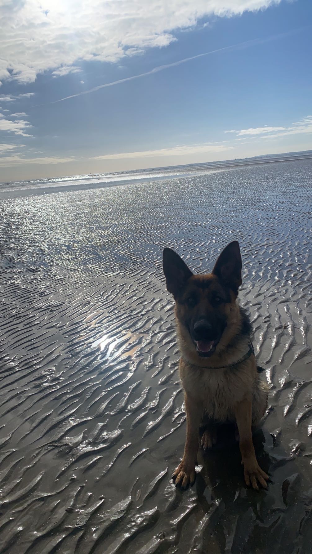 Dog Image