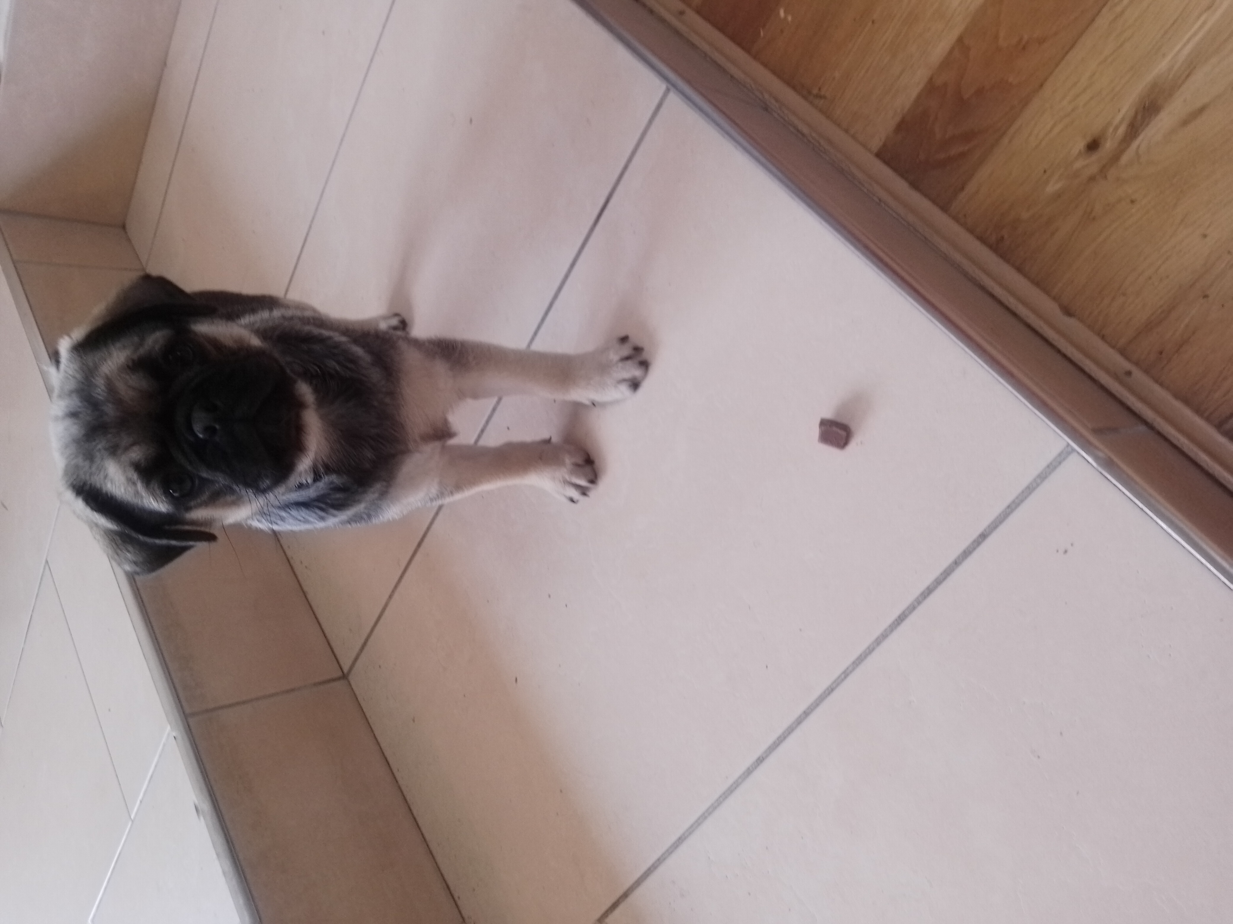 Dog Image