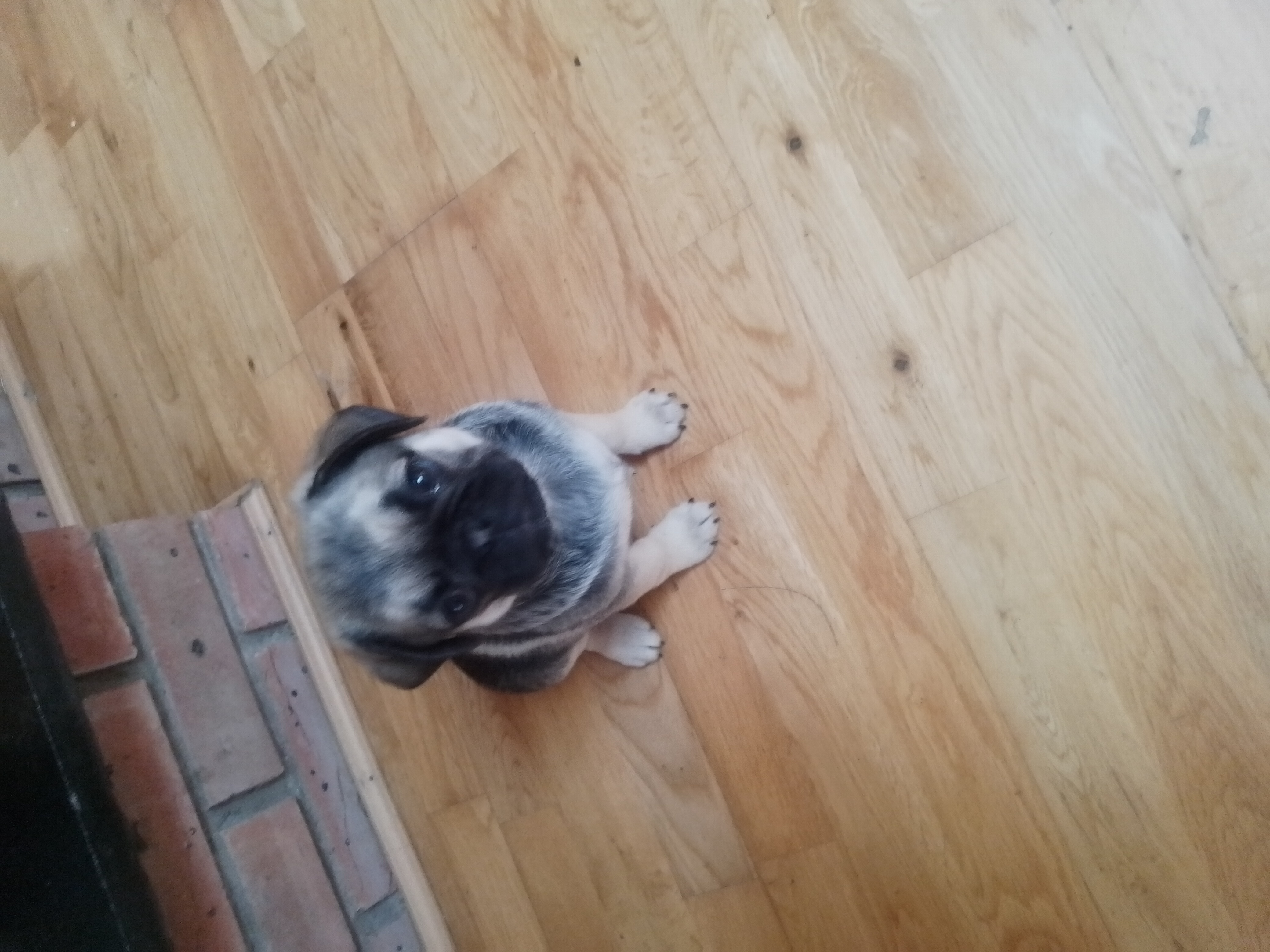 Dog Image
