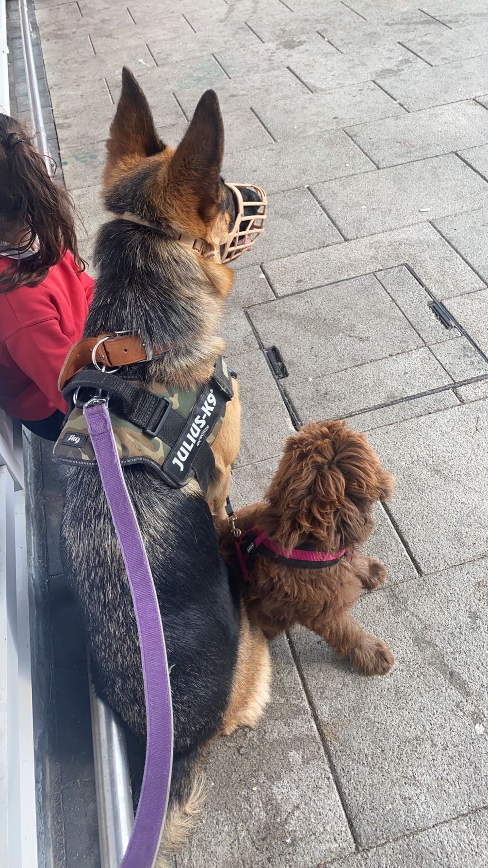 Dog Image