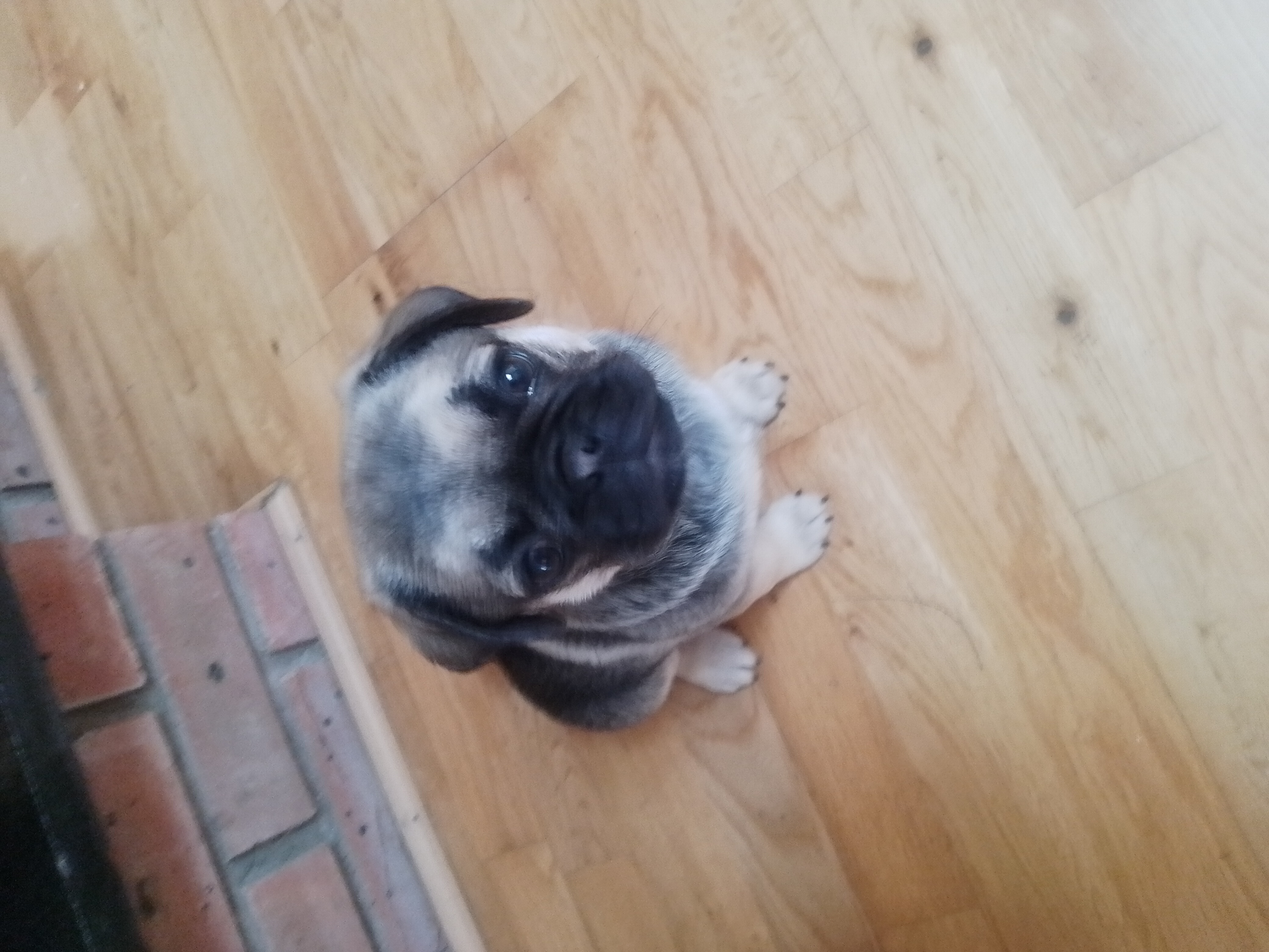Dog Image