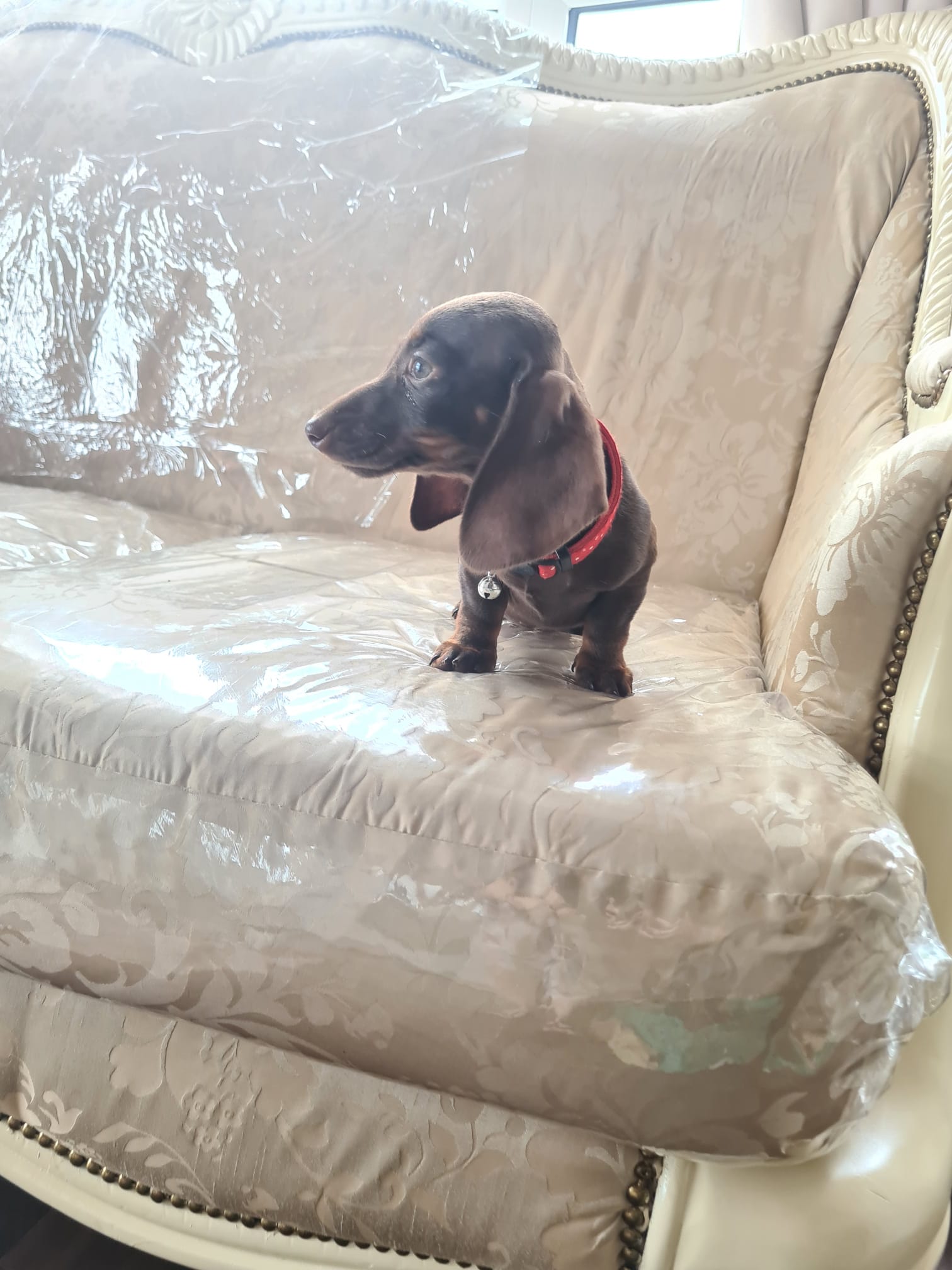 Dog Image