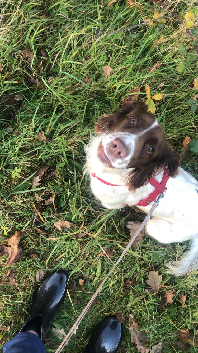 Dog Image