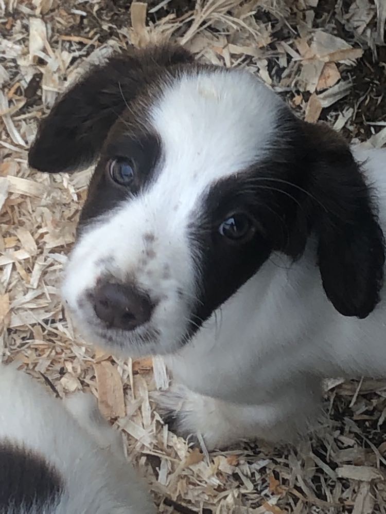 Dog Image