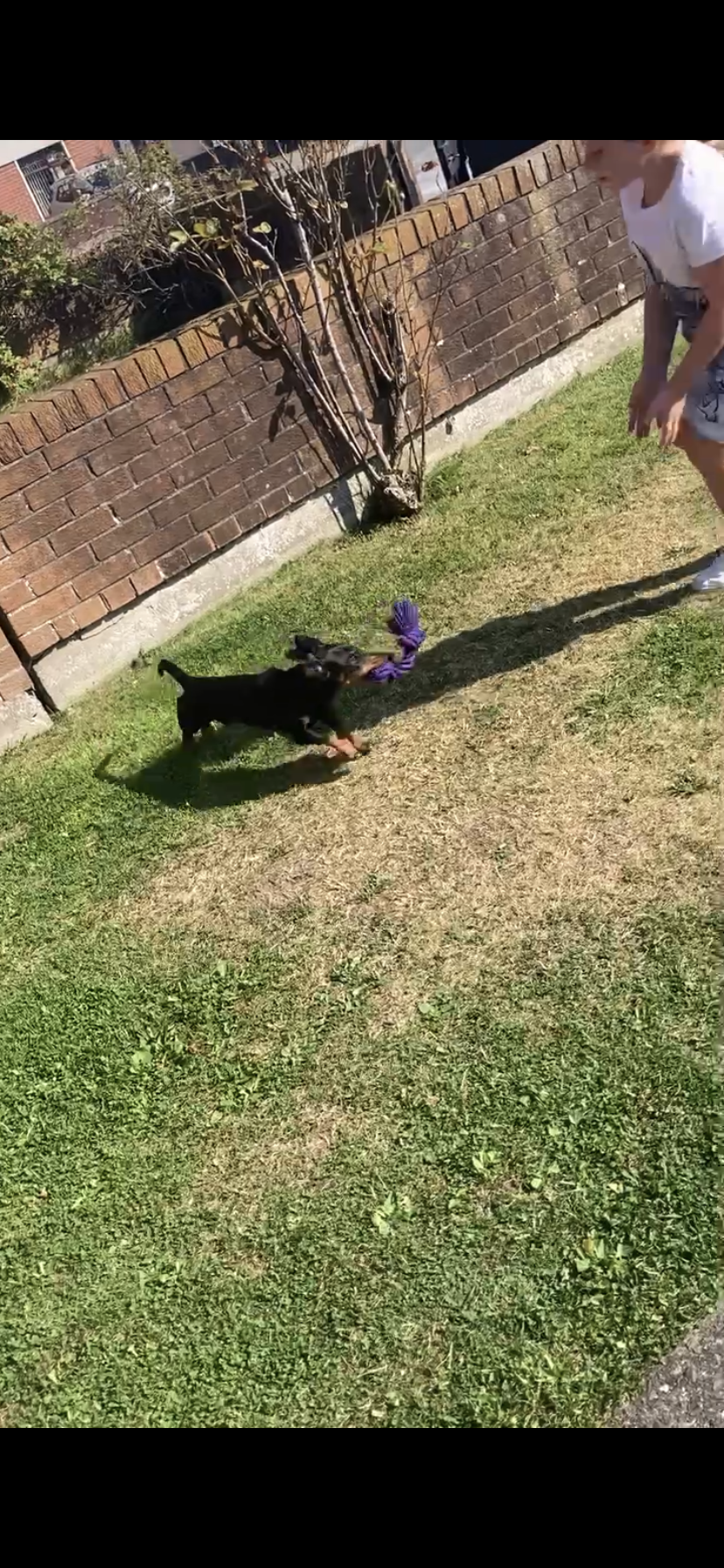 Dog Image
