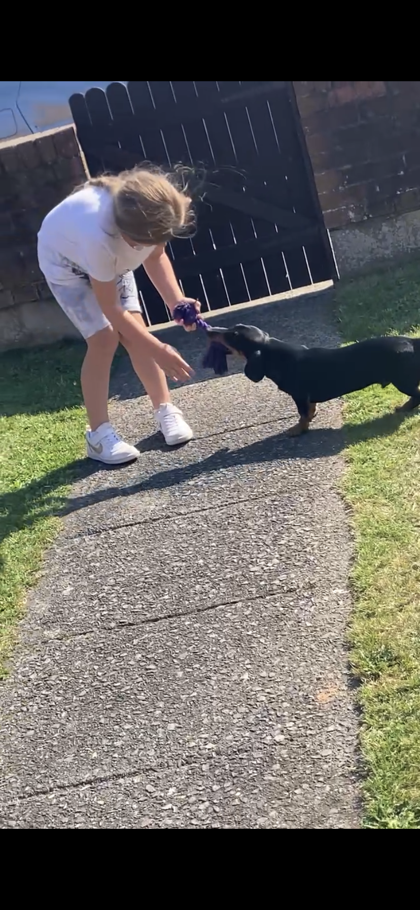 Dog Image