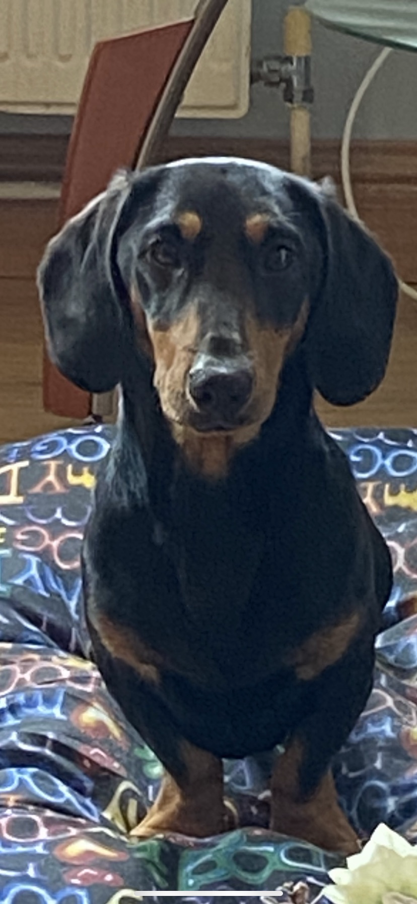 Dog Image