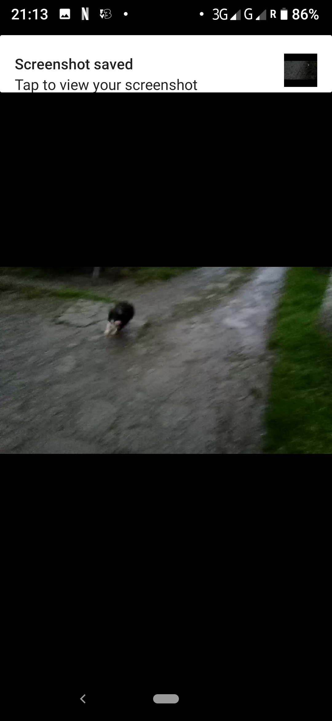Dog Image