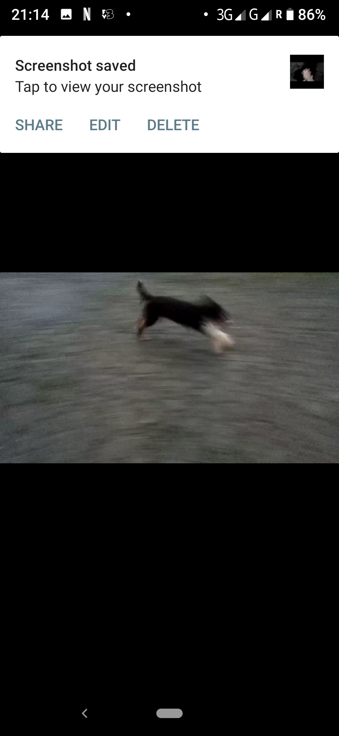 Dog Image