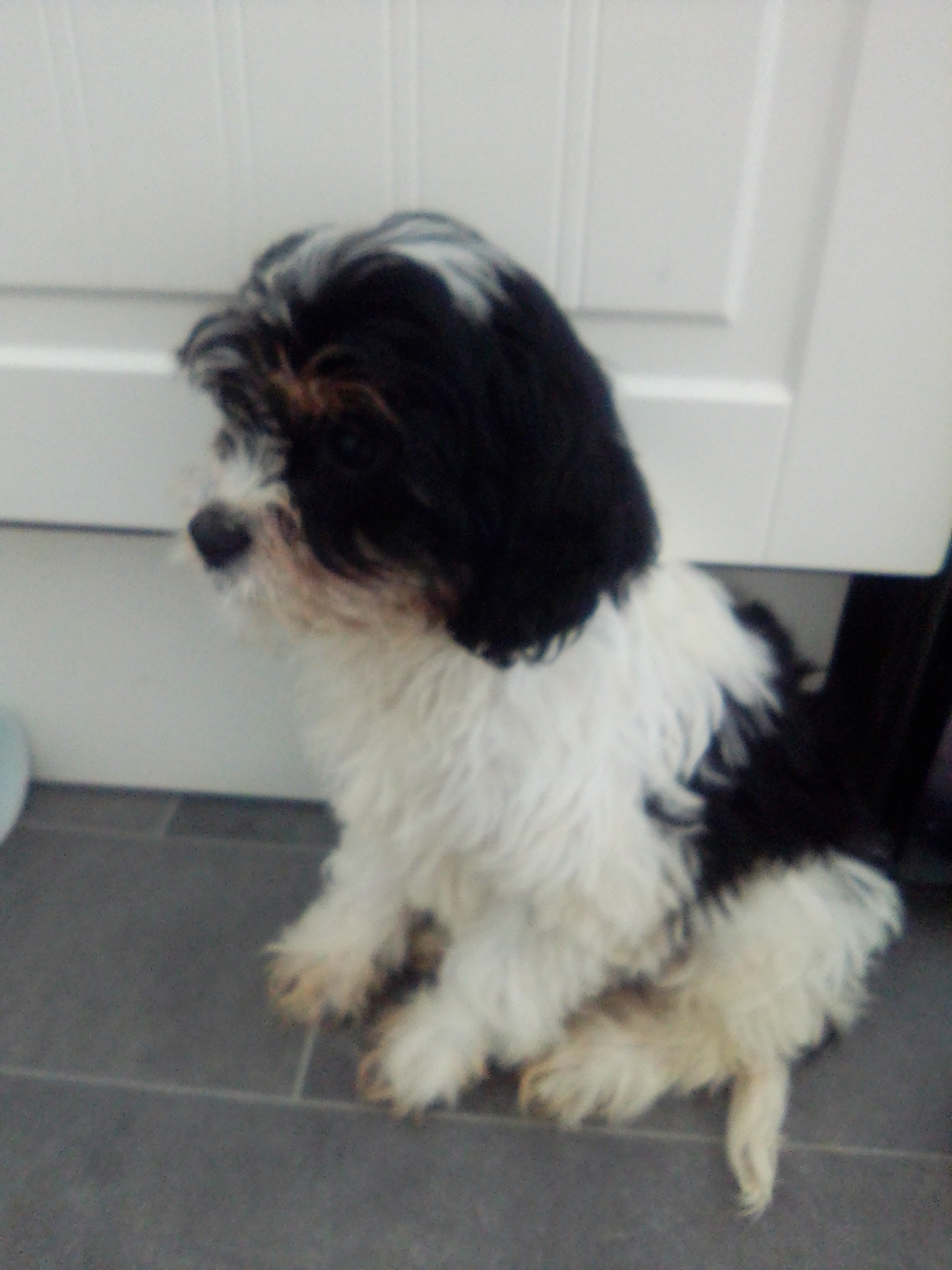Dog Image