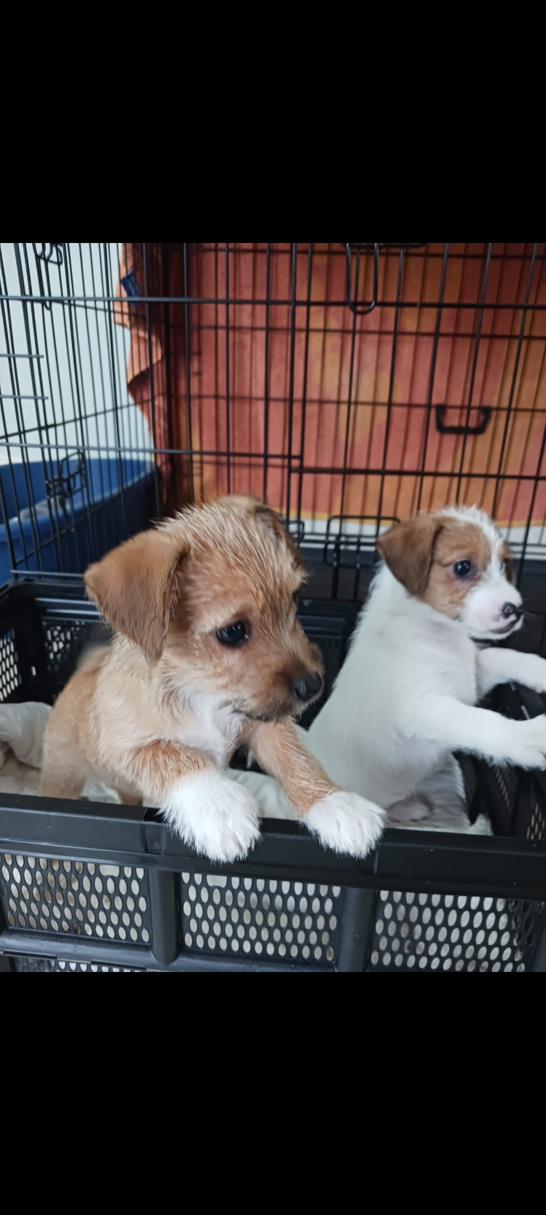 Dog Image