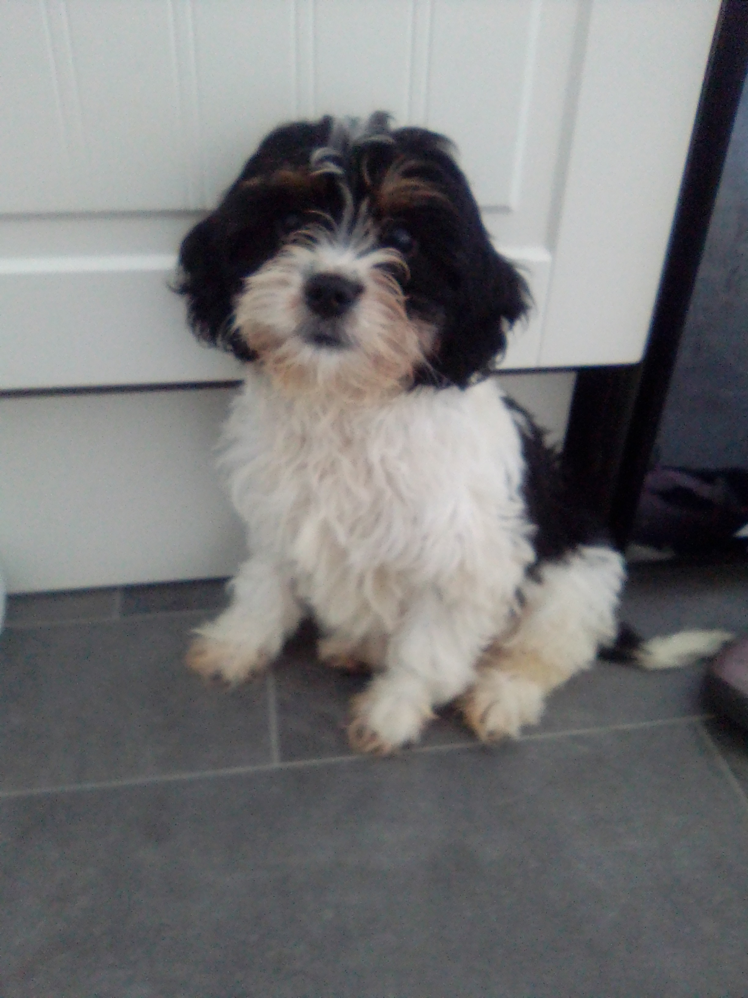 Dog Image