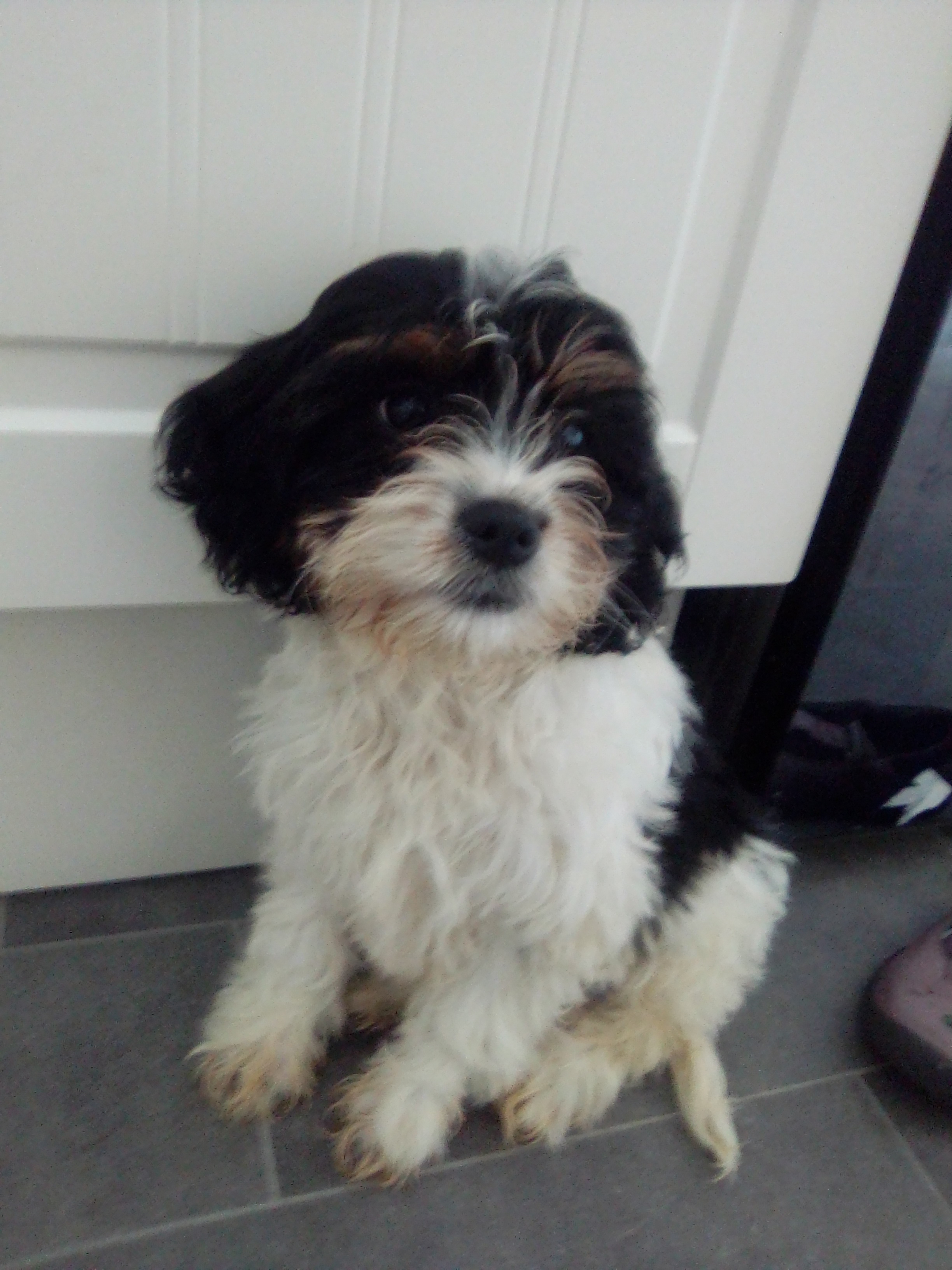 Dog Image